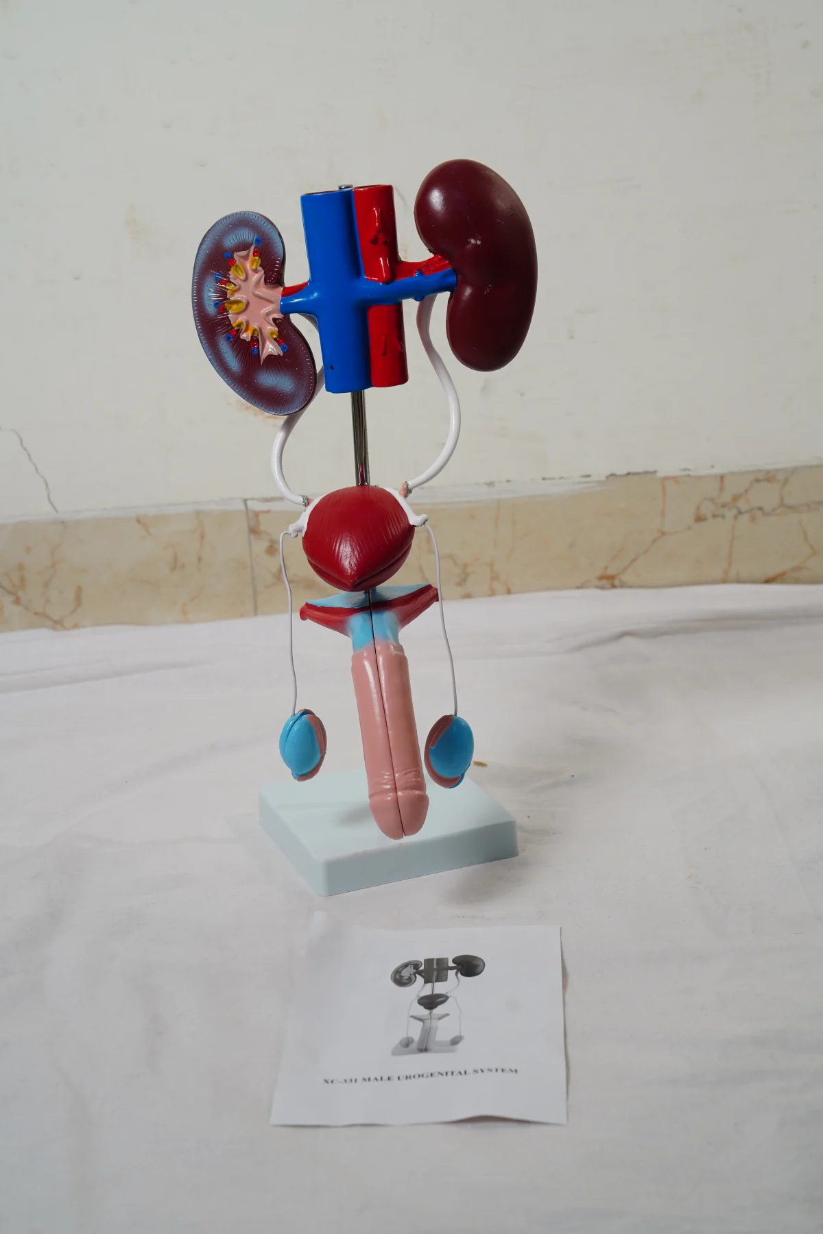 Male Urogenital System thumbnail 5
