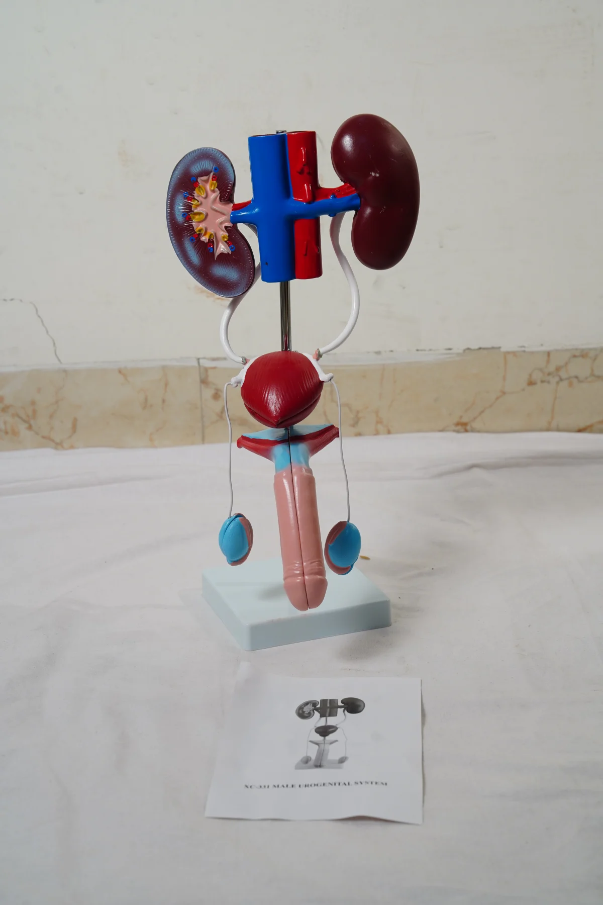 Male Urogenital System thumbnail 6