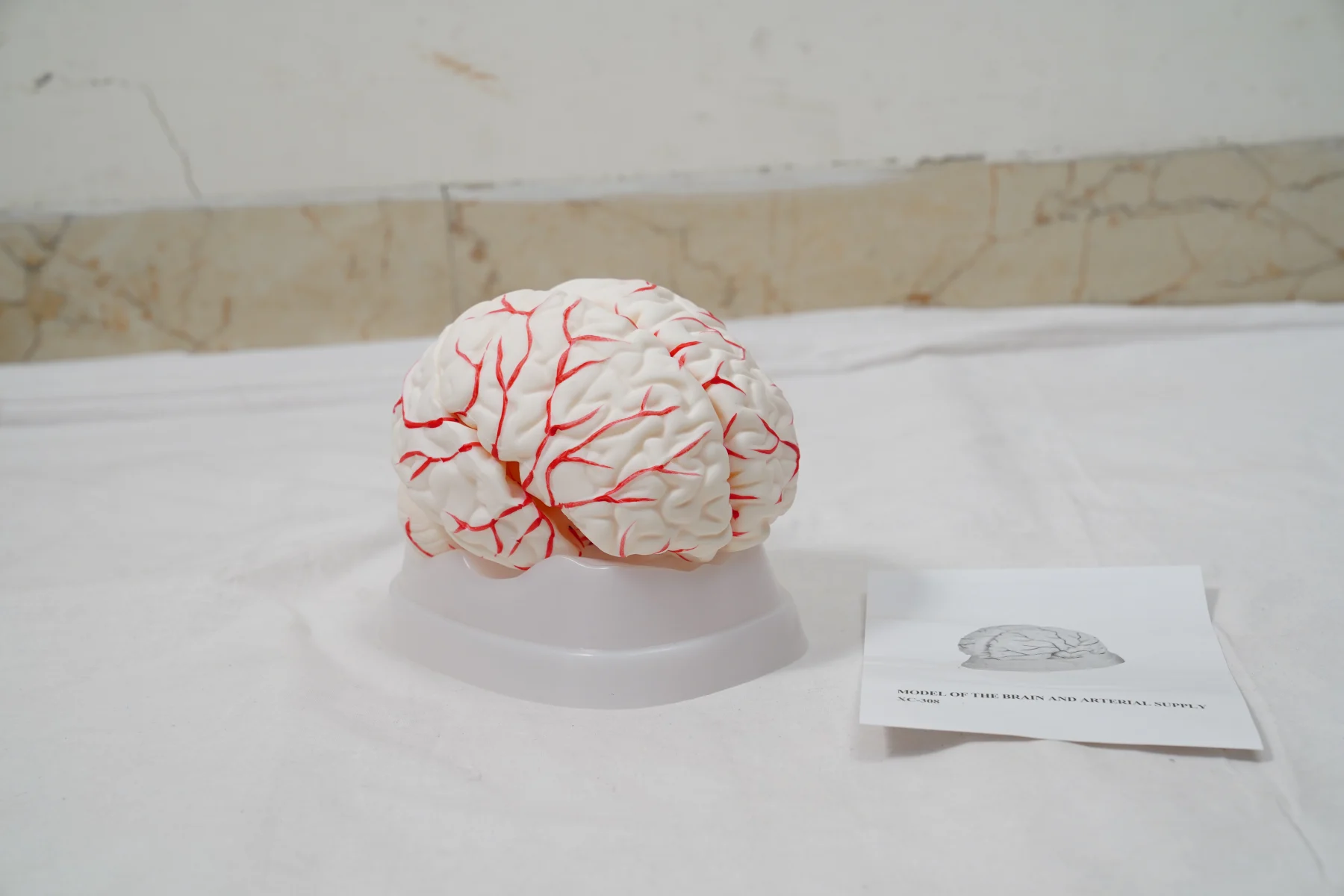 Model of The Brain and Arterial Supply thumbnail 2