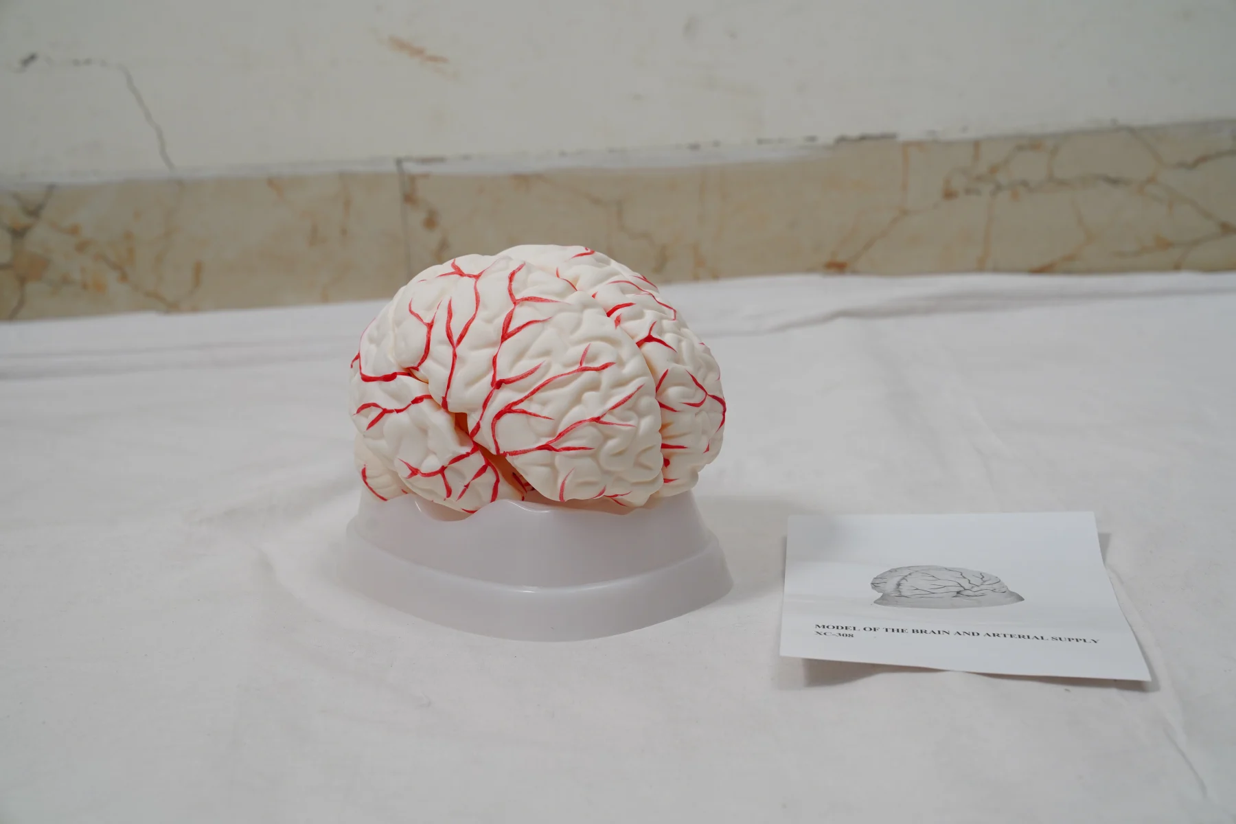 Model of The Brain and Arterial Supply thumbnail 3