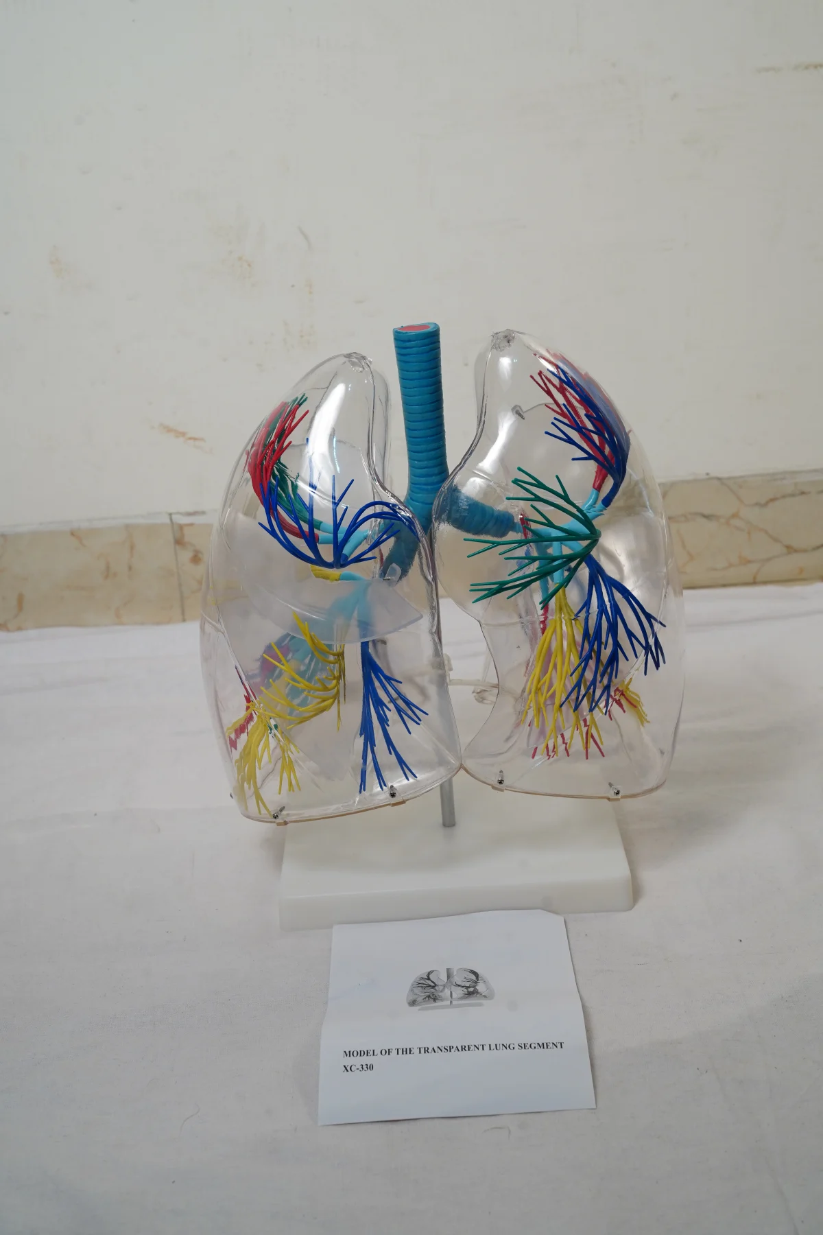 Model of The Transparent Lung Segment thumbnail 3