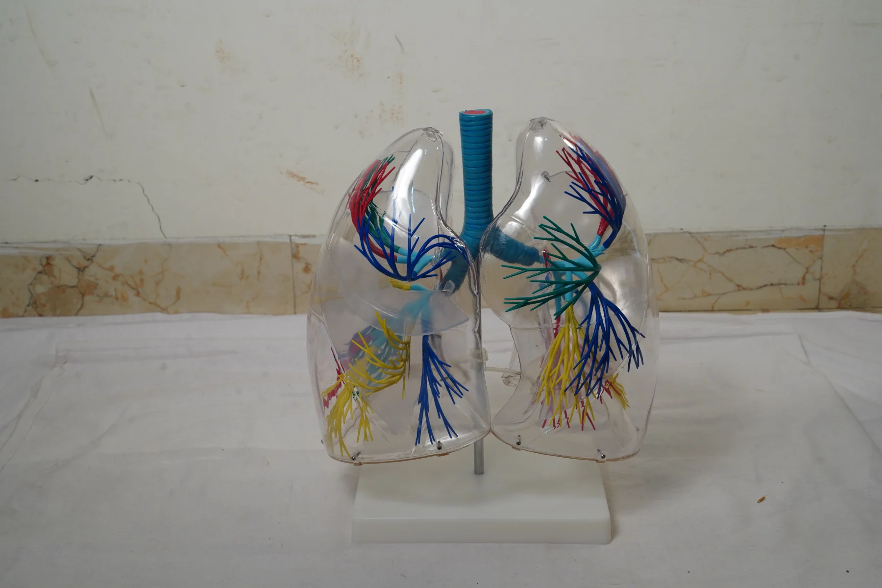 Model of The Transparent Lung Segment