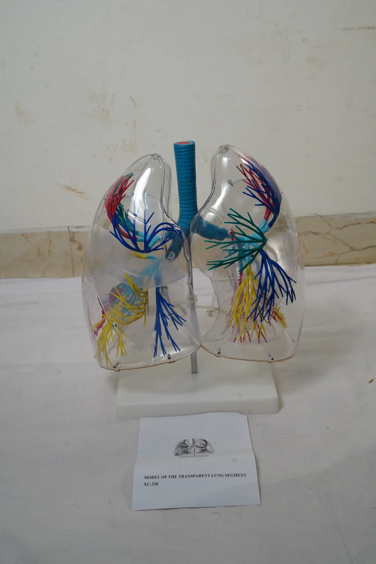 Model of The Transparent Lung Segment thumbnail 2