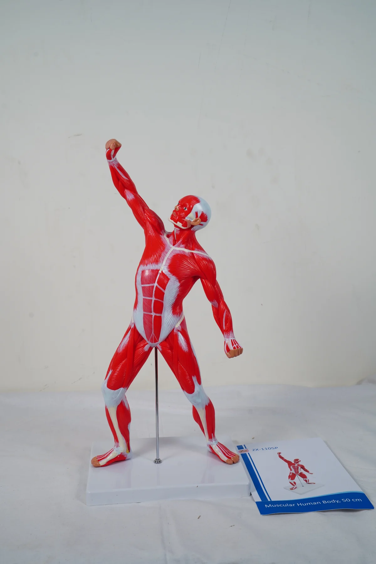 Muscular Human Body 50 cm thumbnail 3