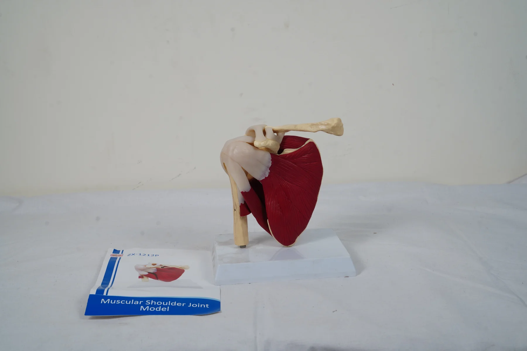 Muscular Shoulder Joint Model thumbnail 6