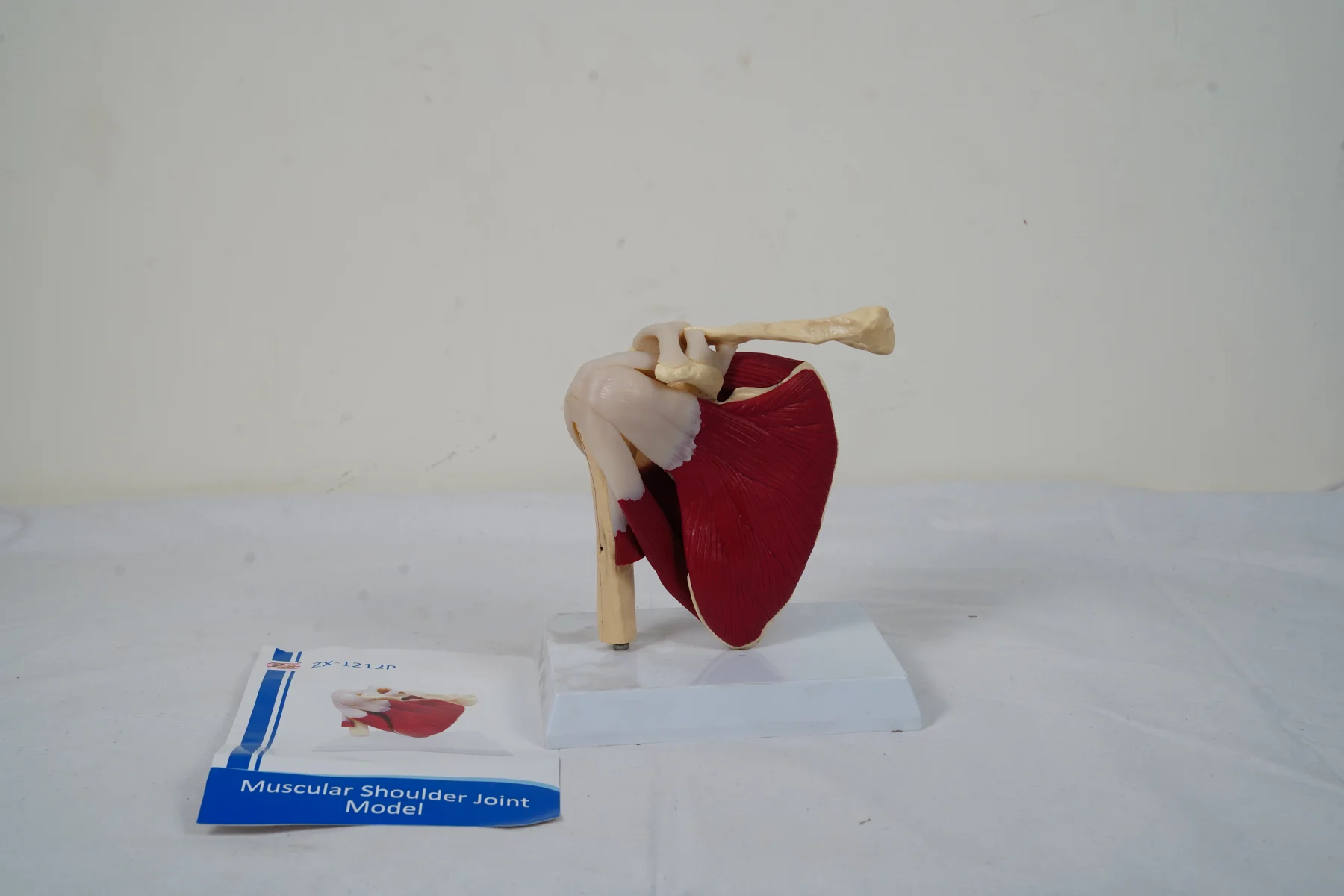 Muscular Shoulder Joint Model
