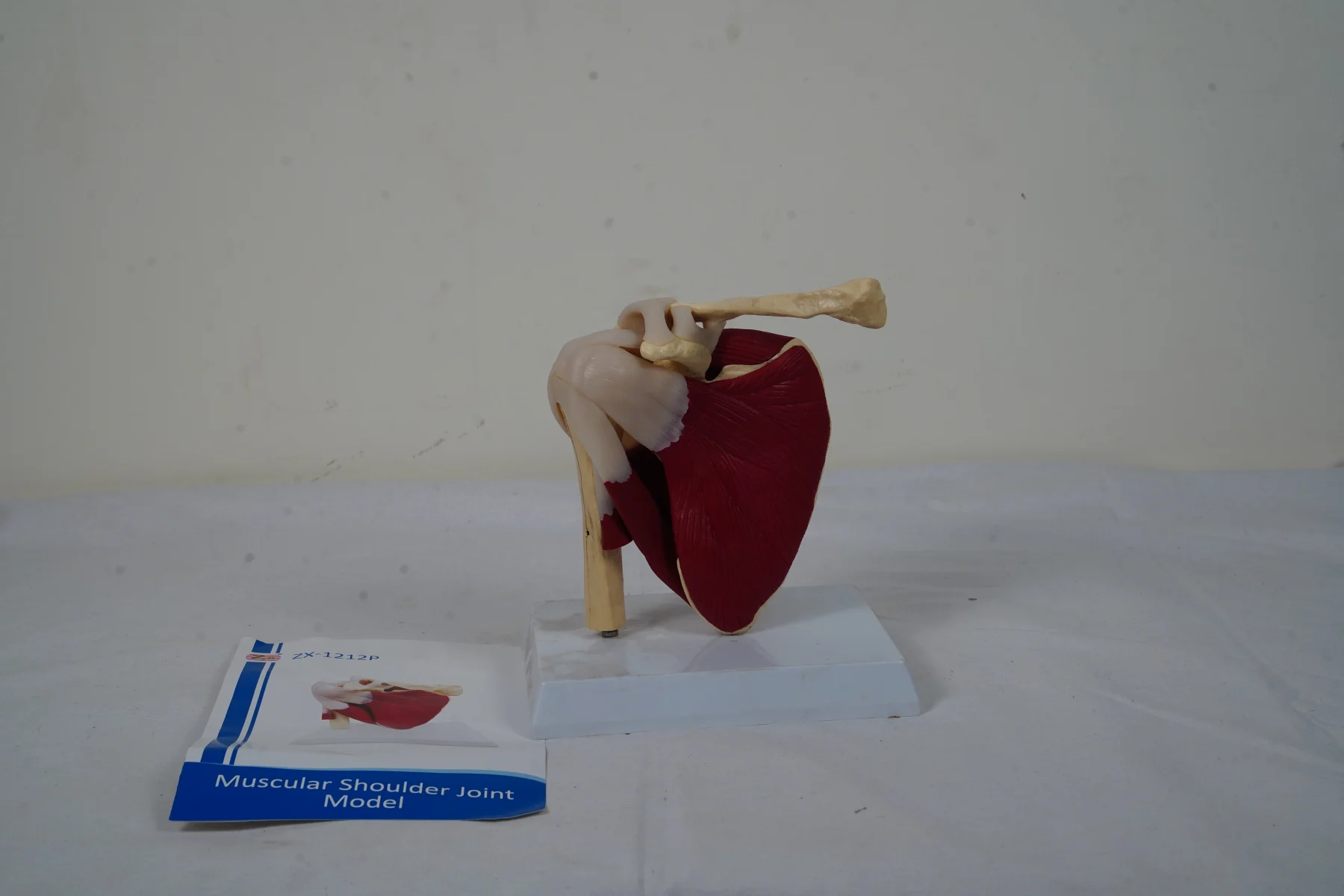 Muscular Shoulder Joint Model thumbnail 2