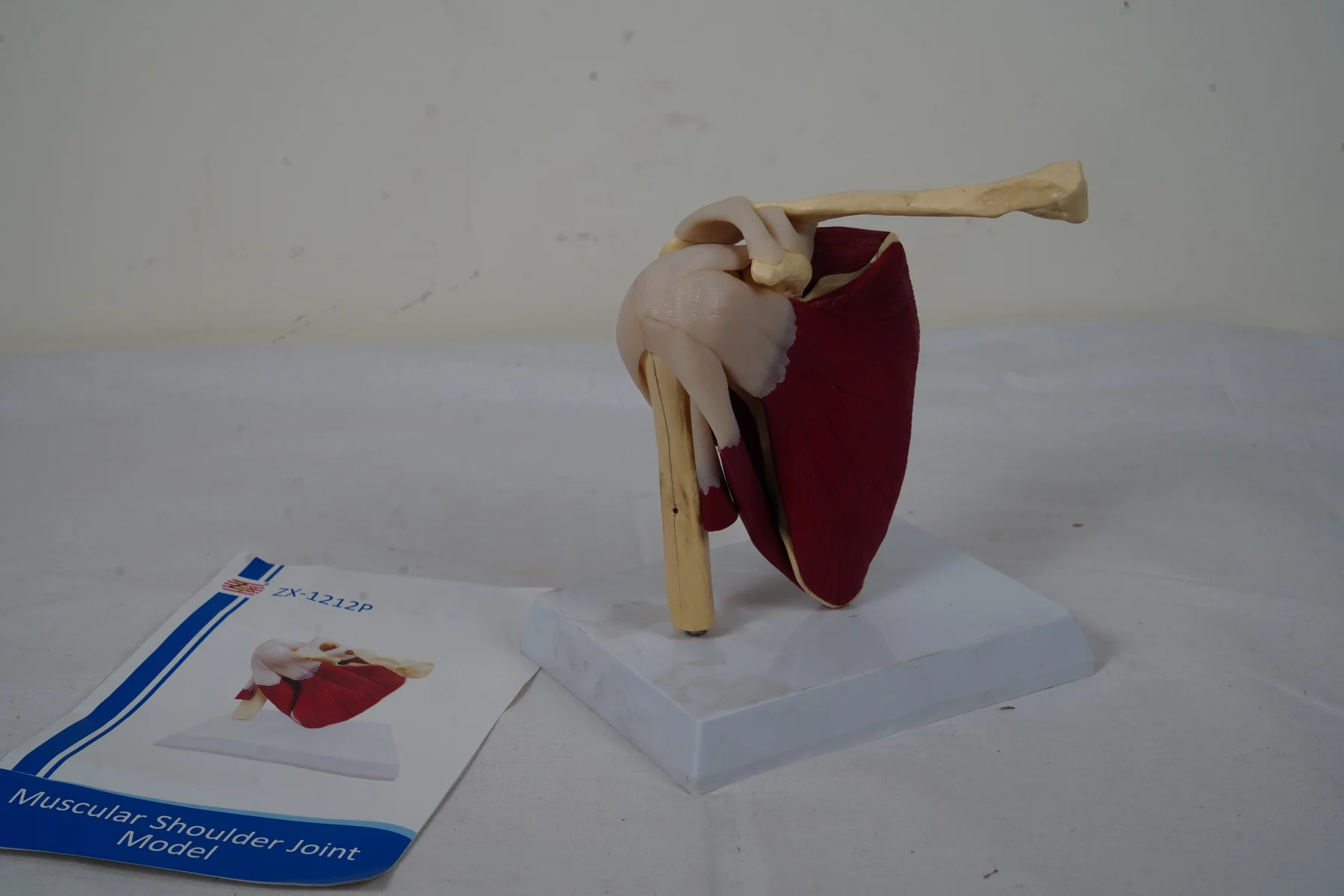 Muscular Shoulder Joint Model thumbnail 3