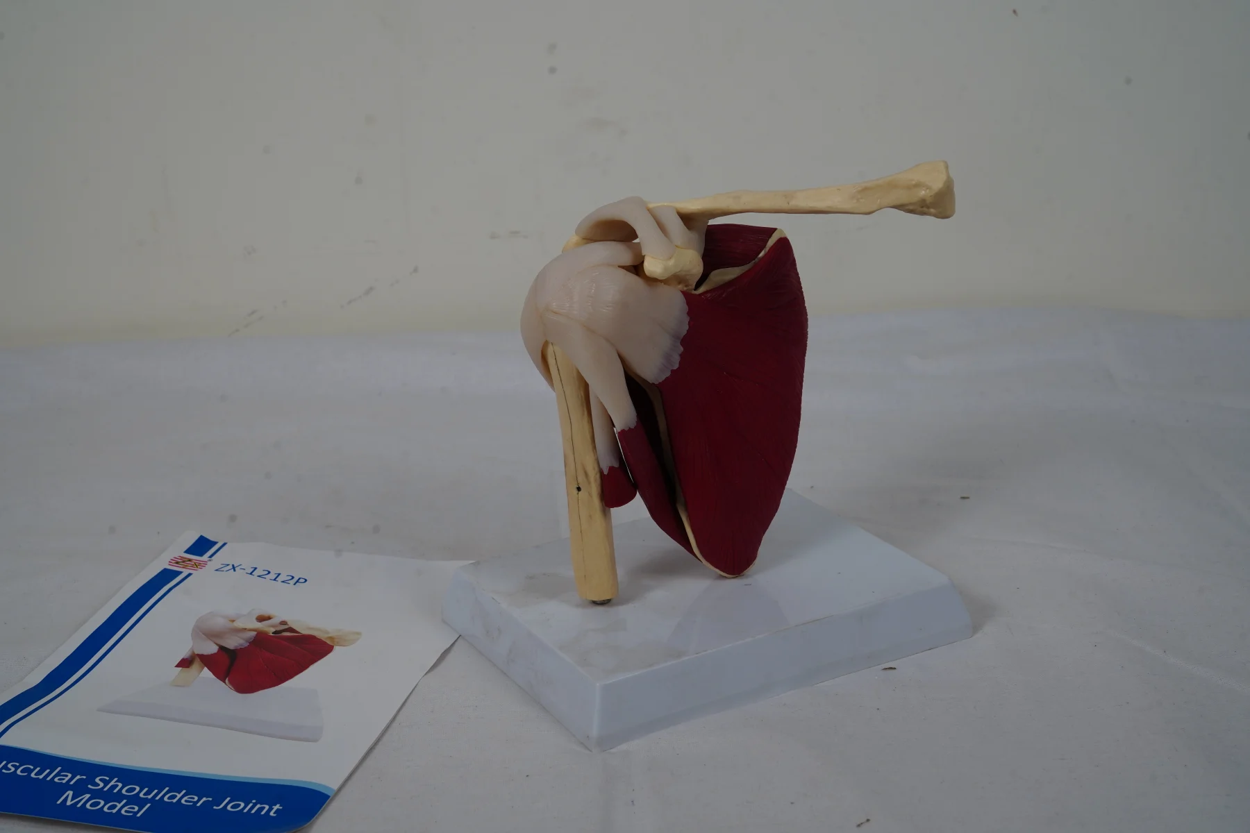 Muscular Shoulder Joint Model thumbnail 4