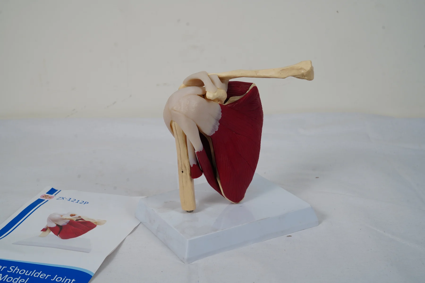 Muscular Shoulder Joint Model thumbnail 5