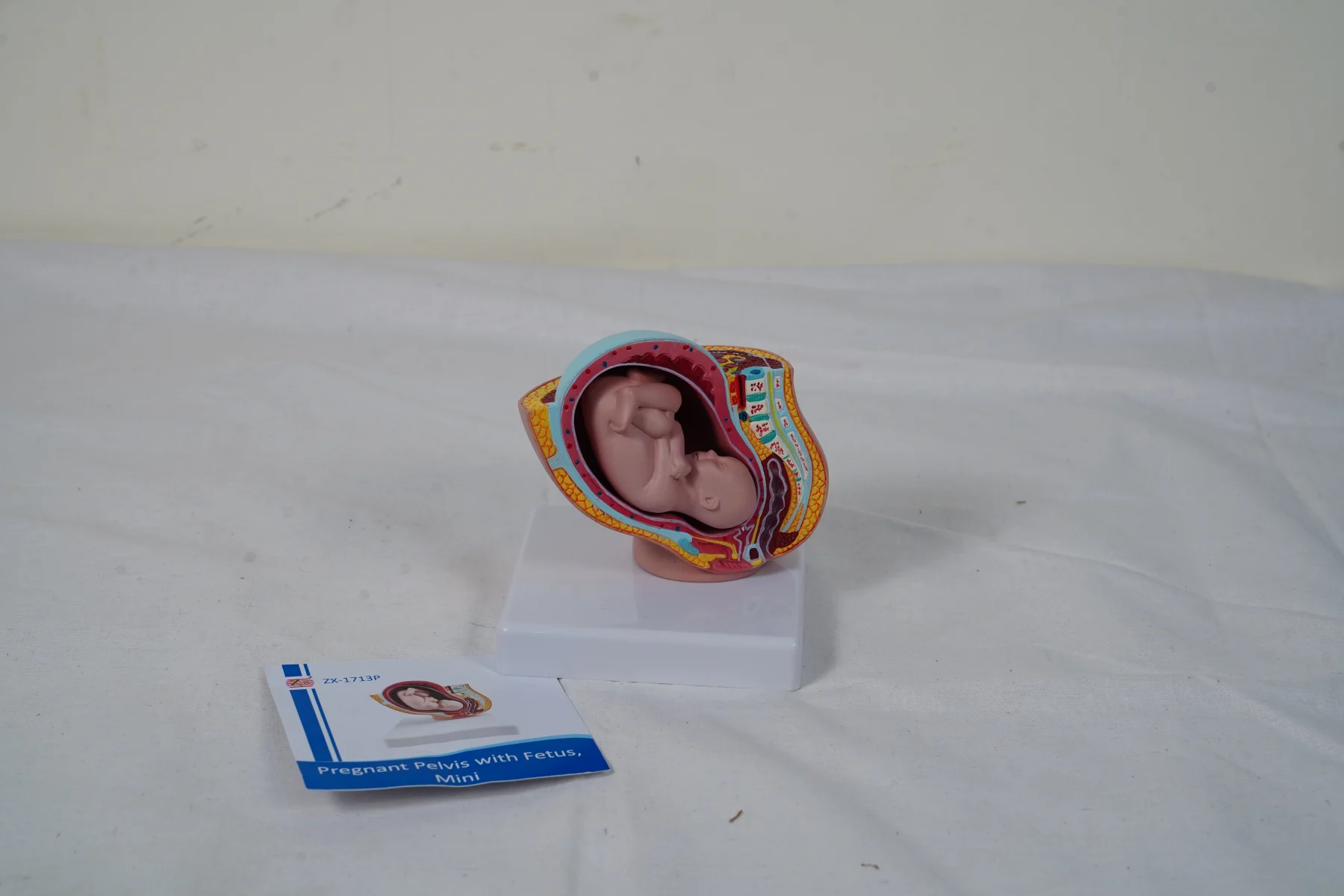 Pregnant Pelvis With Fetus Mini