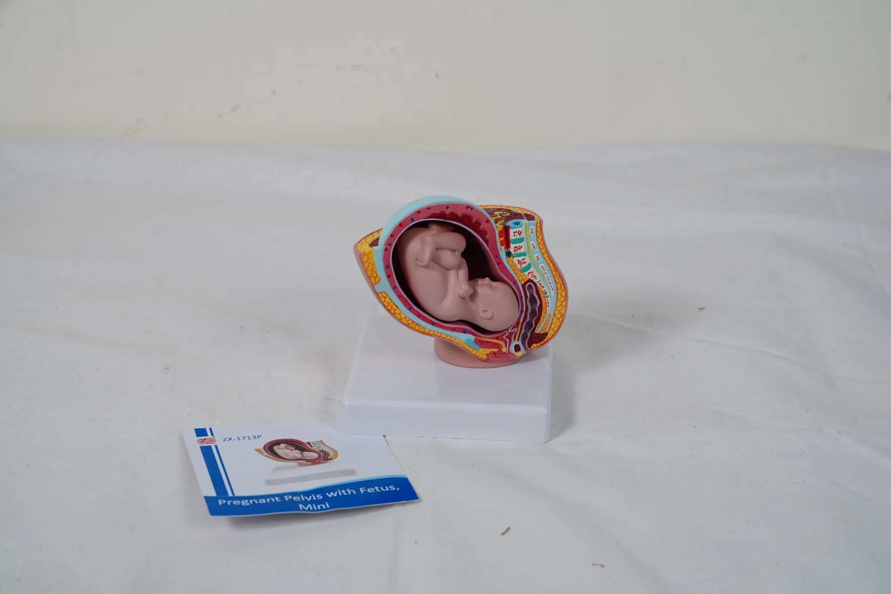 Pregnant Pelvis With Fetus Mini thumbnail 2