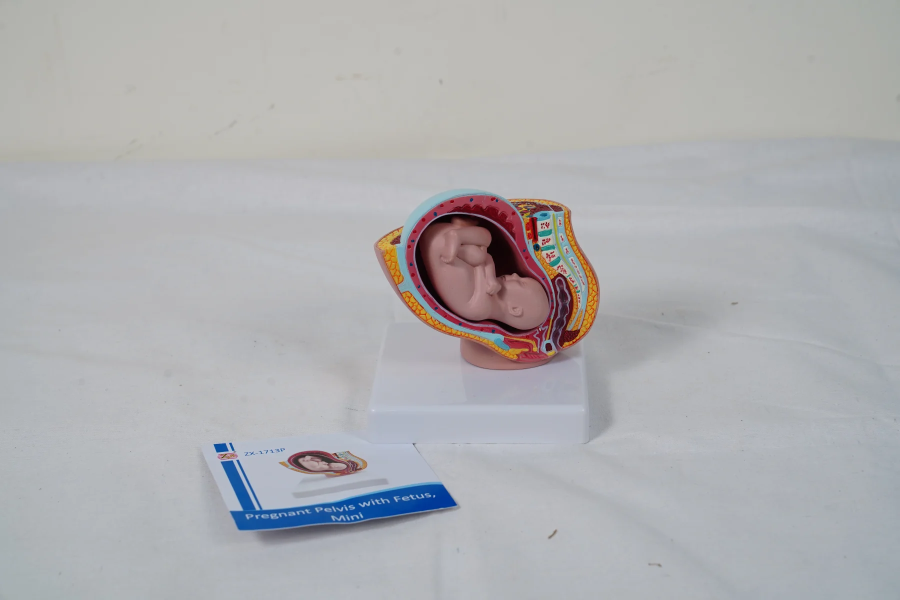 Pregnant Pelvis With Fetus Mini thumbnail 3