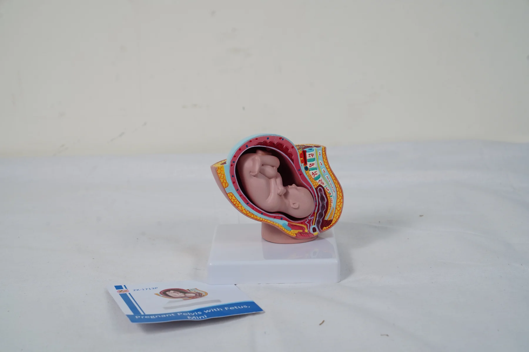 Pregnant Pelvis With Fetus Mini thumbnail 4