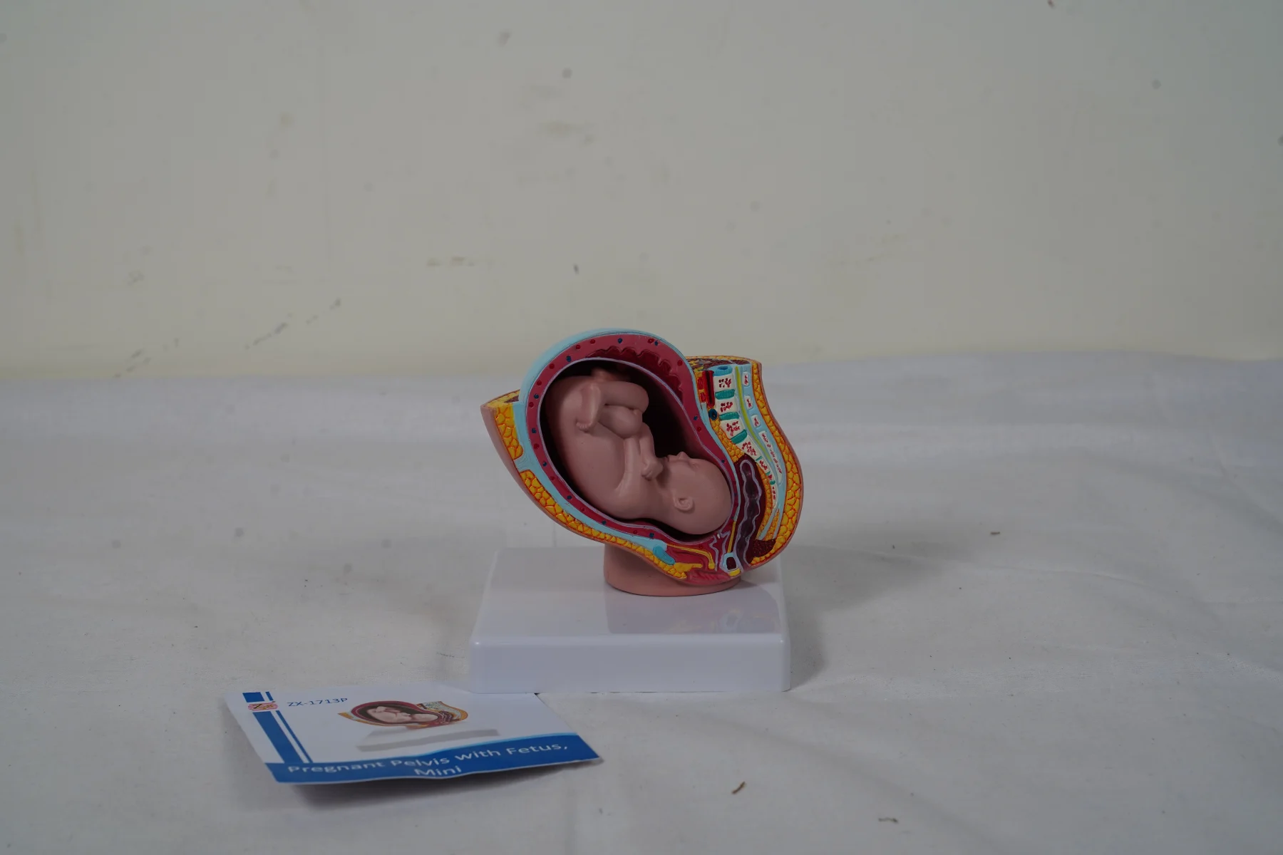 Pregnant Pelvis With Fetus Mini thumbnail 5