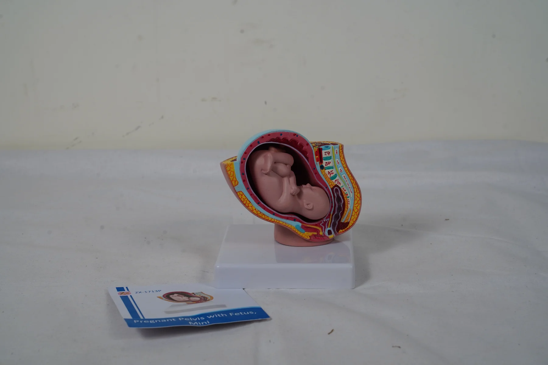 Pregnant Pelvis With Fetus Mini thumbnail 6