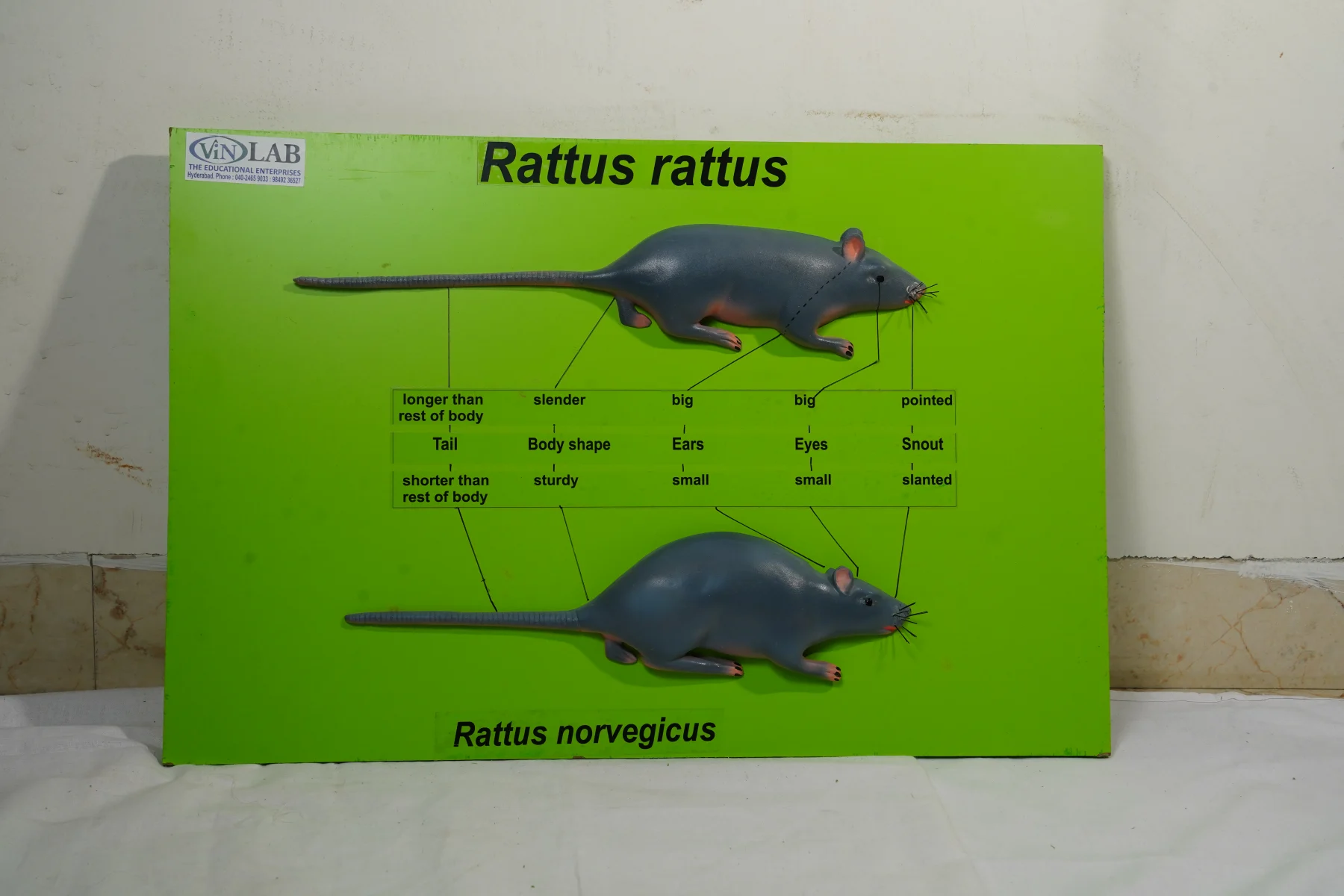 Rattus Rattus thumbnail 2
