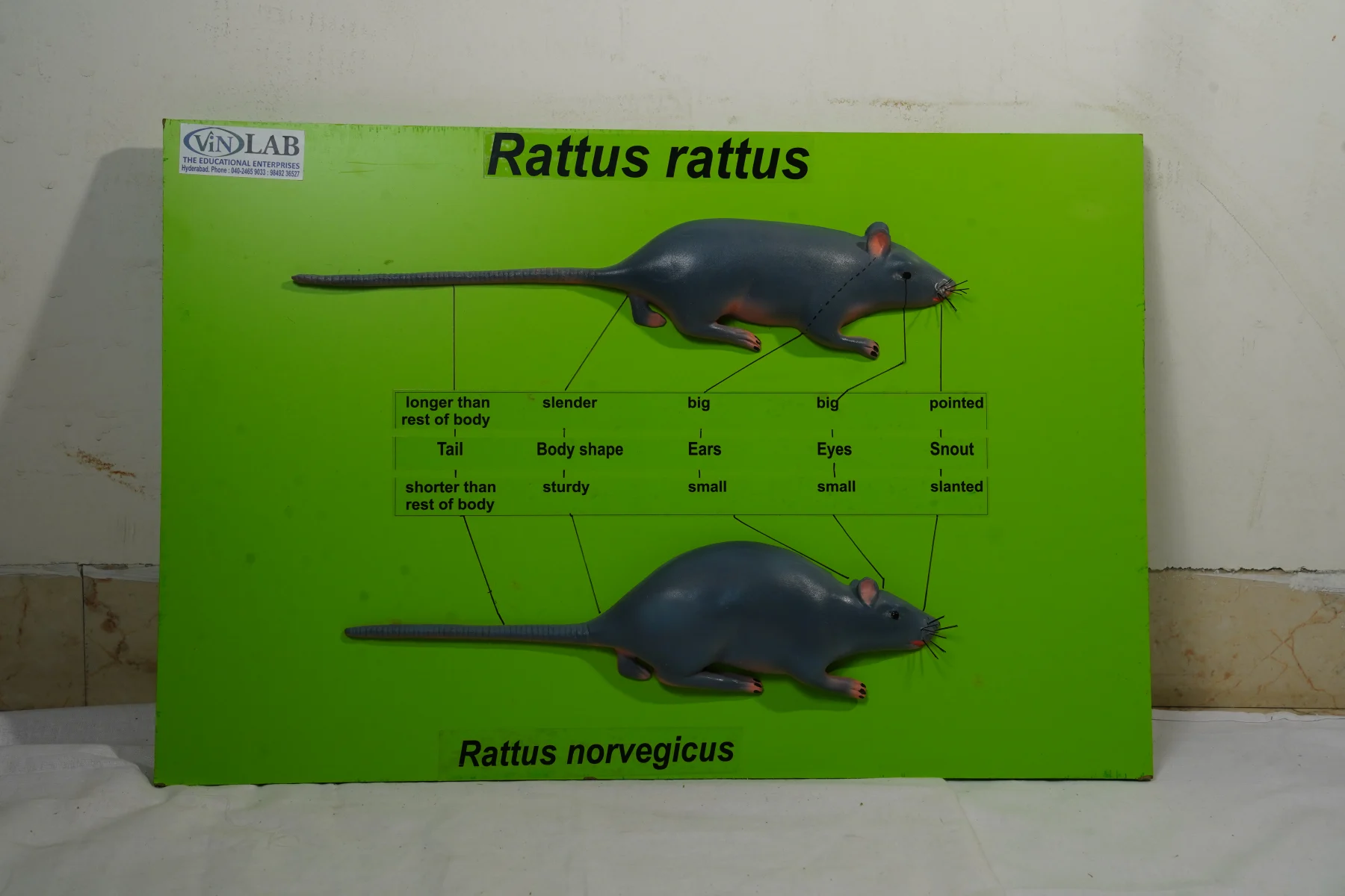 Rattus Rattus