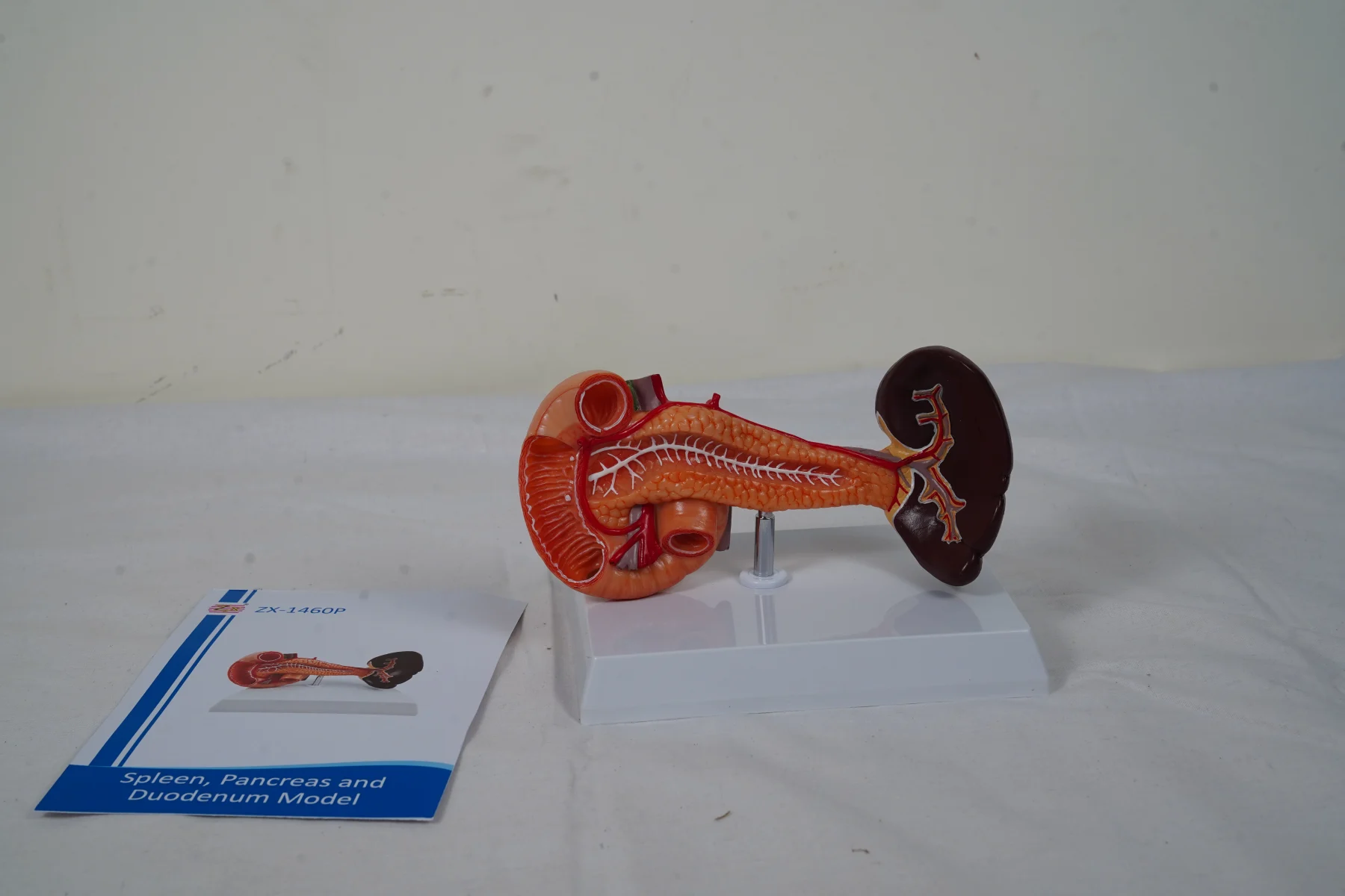 Spleen Pancreas and Duodenum Model thumbnail 2