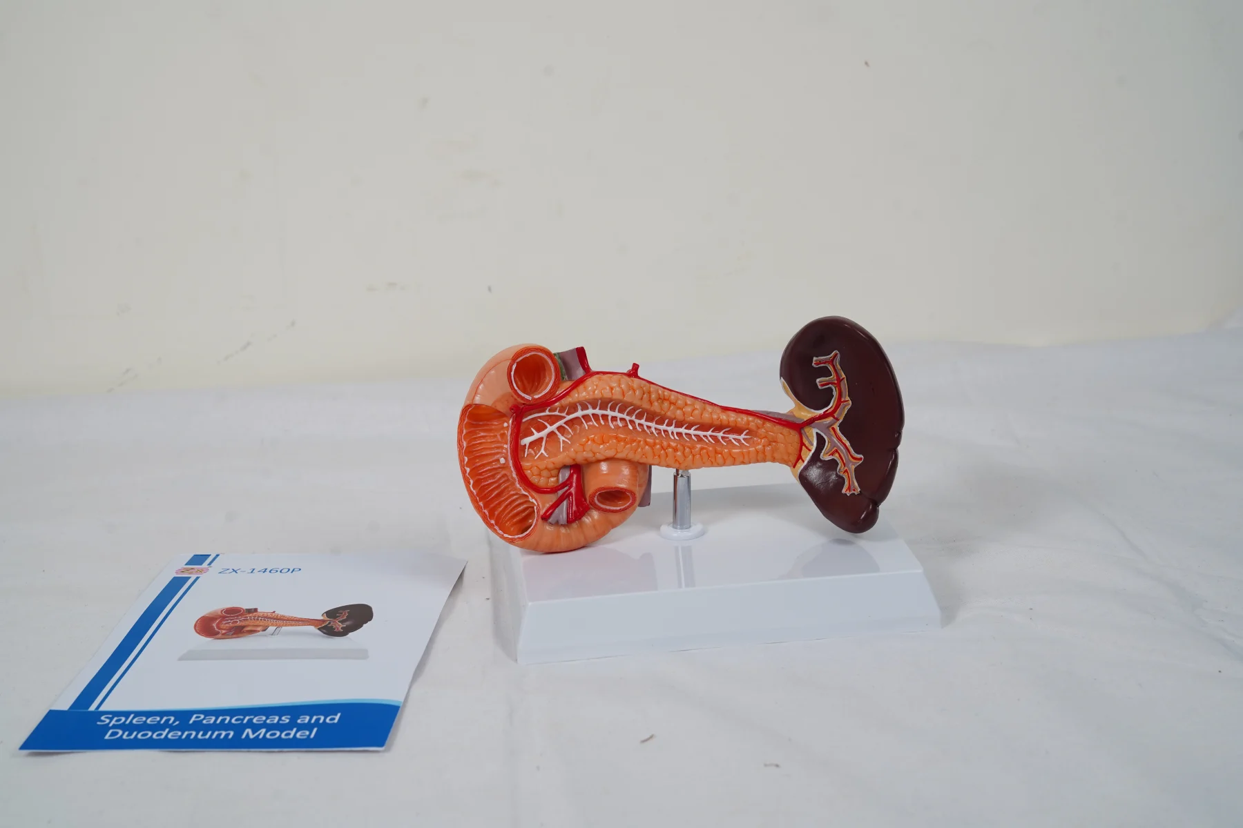 Spleen Pancreas and Duodenum Model thumbnail 3