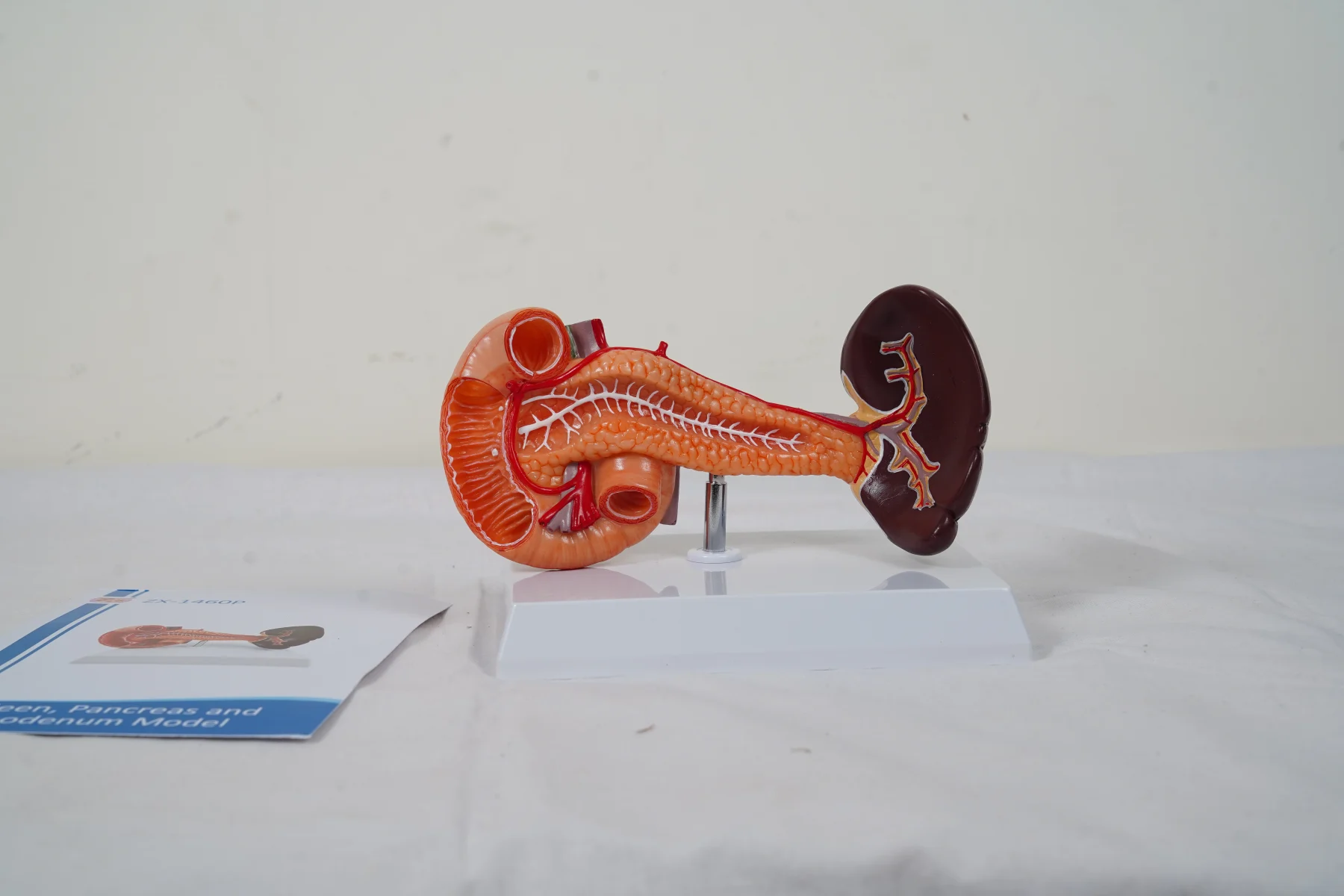 Spleen Pancreas and Duodenum Model thumbnail 4