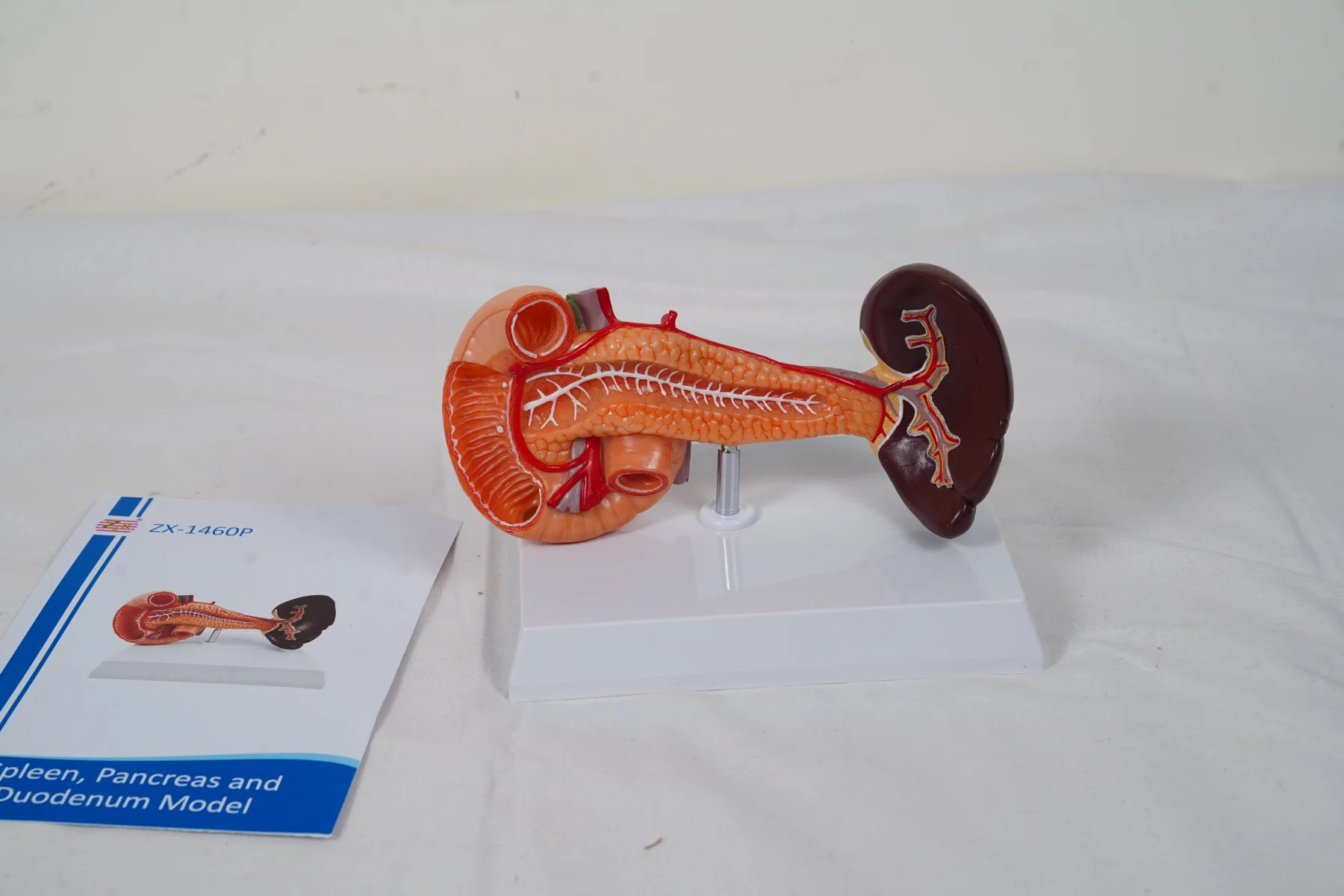 Spleen Pancreas and Duodenum Model thumbnail 5