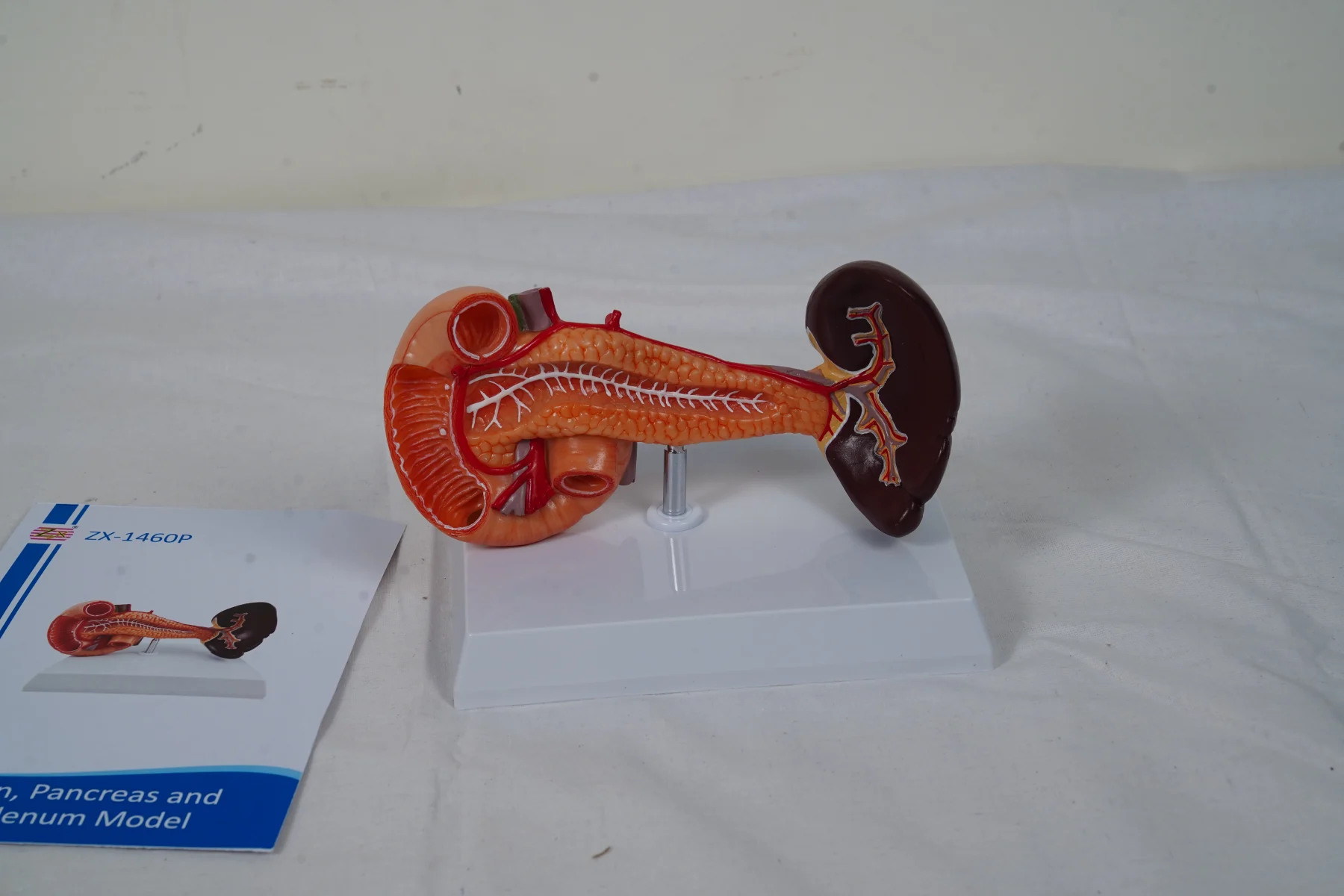 Spleen Pancreas and Duodenum Model thumbnail 6