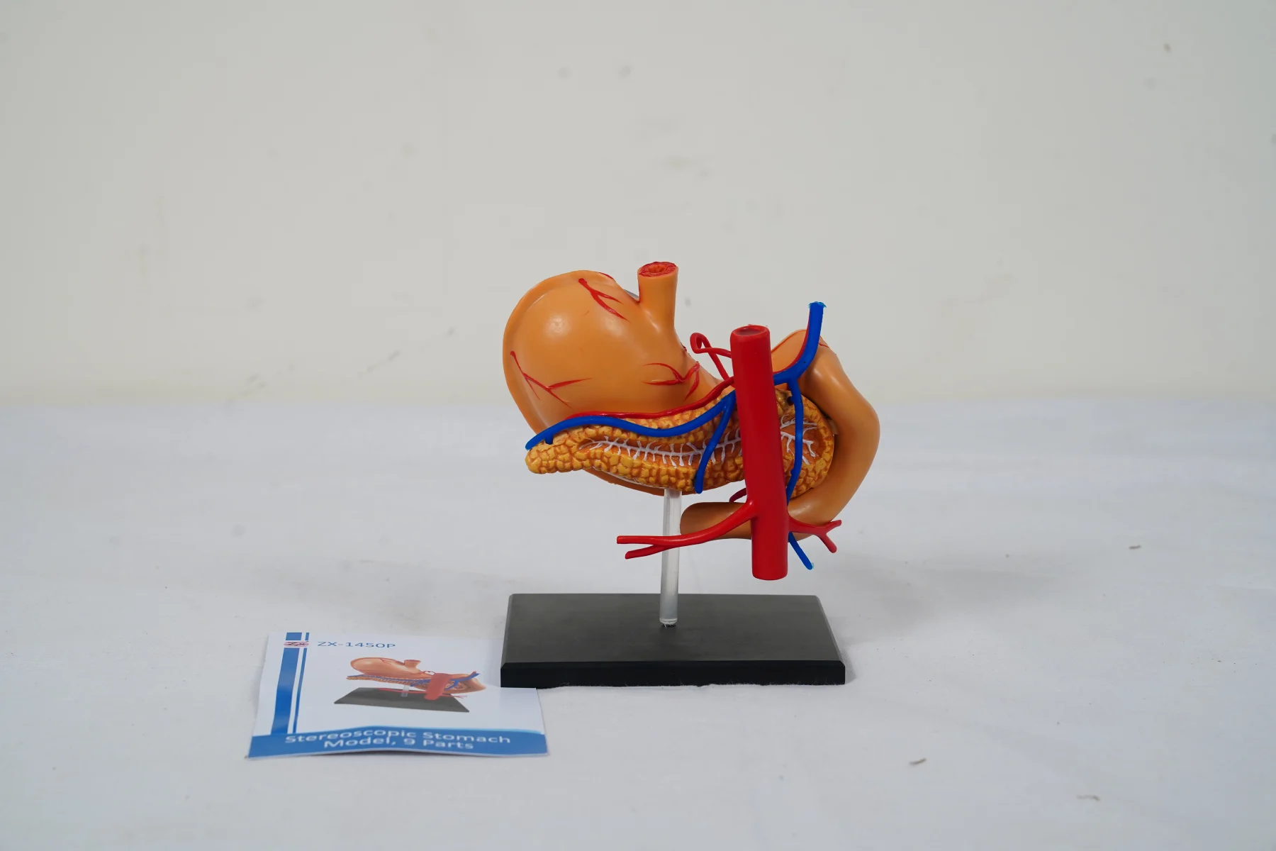 Stereoscopic Stomach Model 9 Parts thumbnail 4