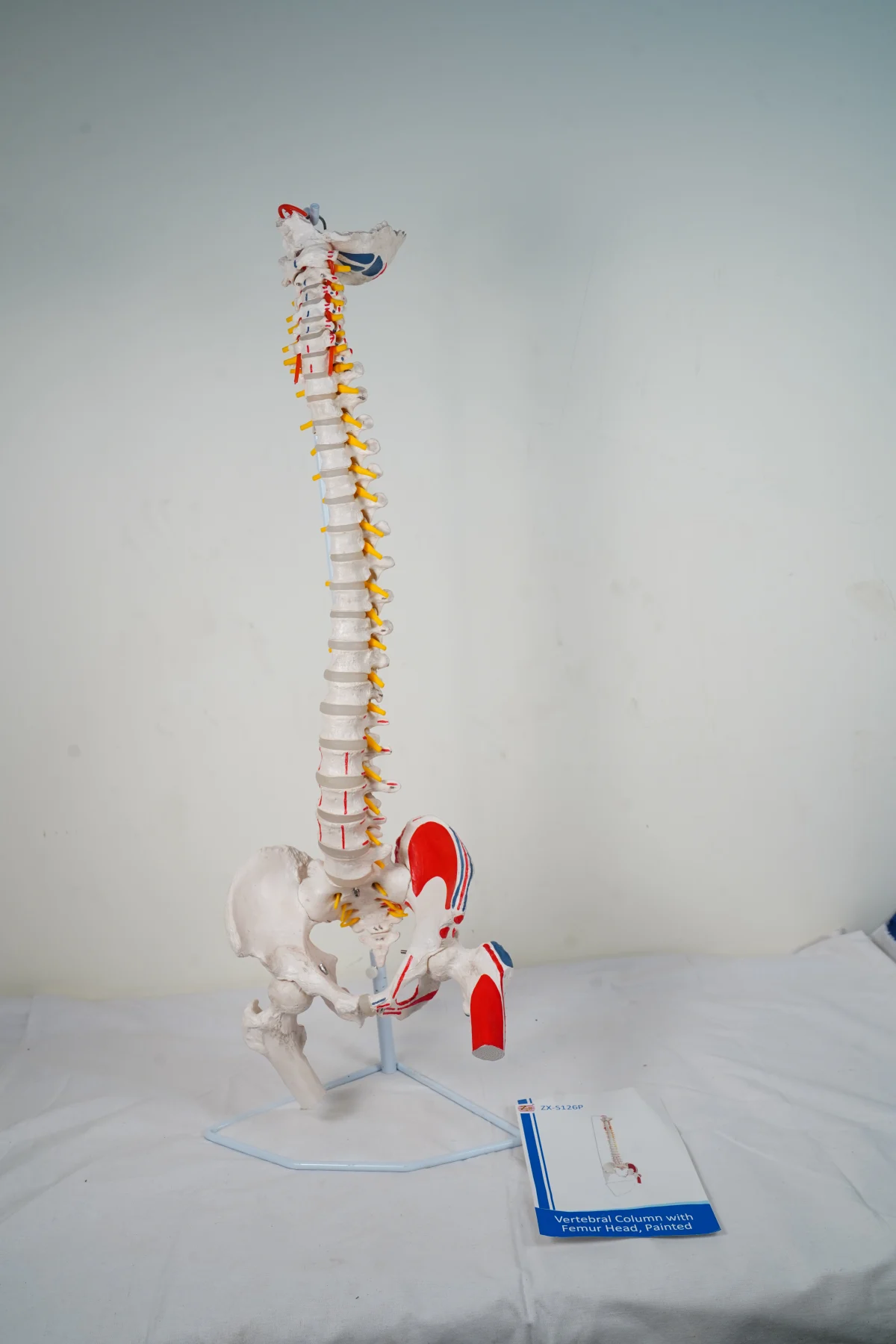 Vertebral Column With Femur Head Painted