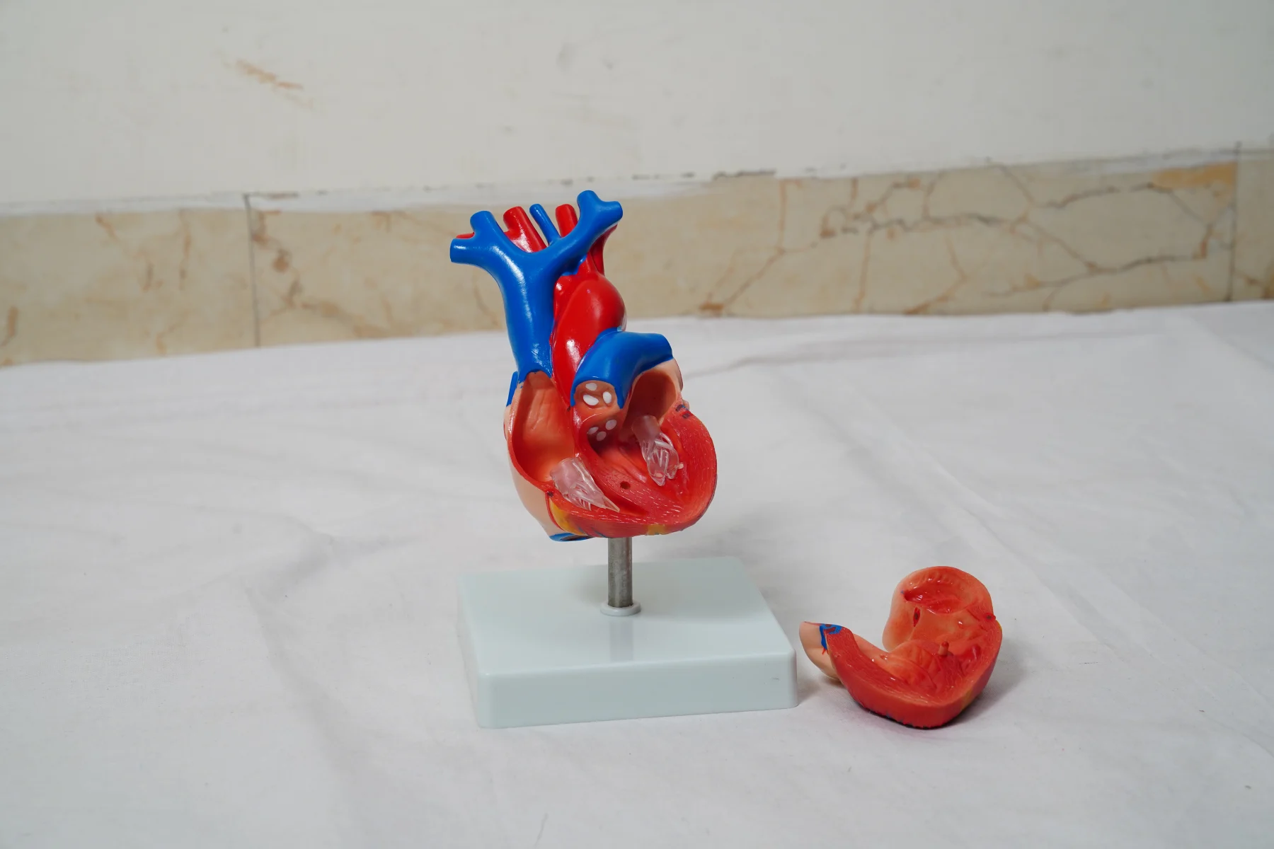 Life Size Heart Model thumbnail 4