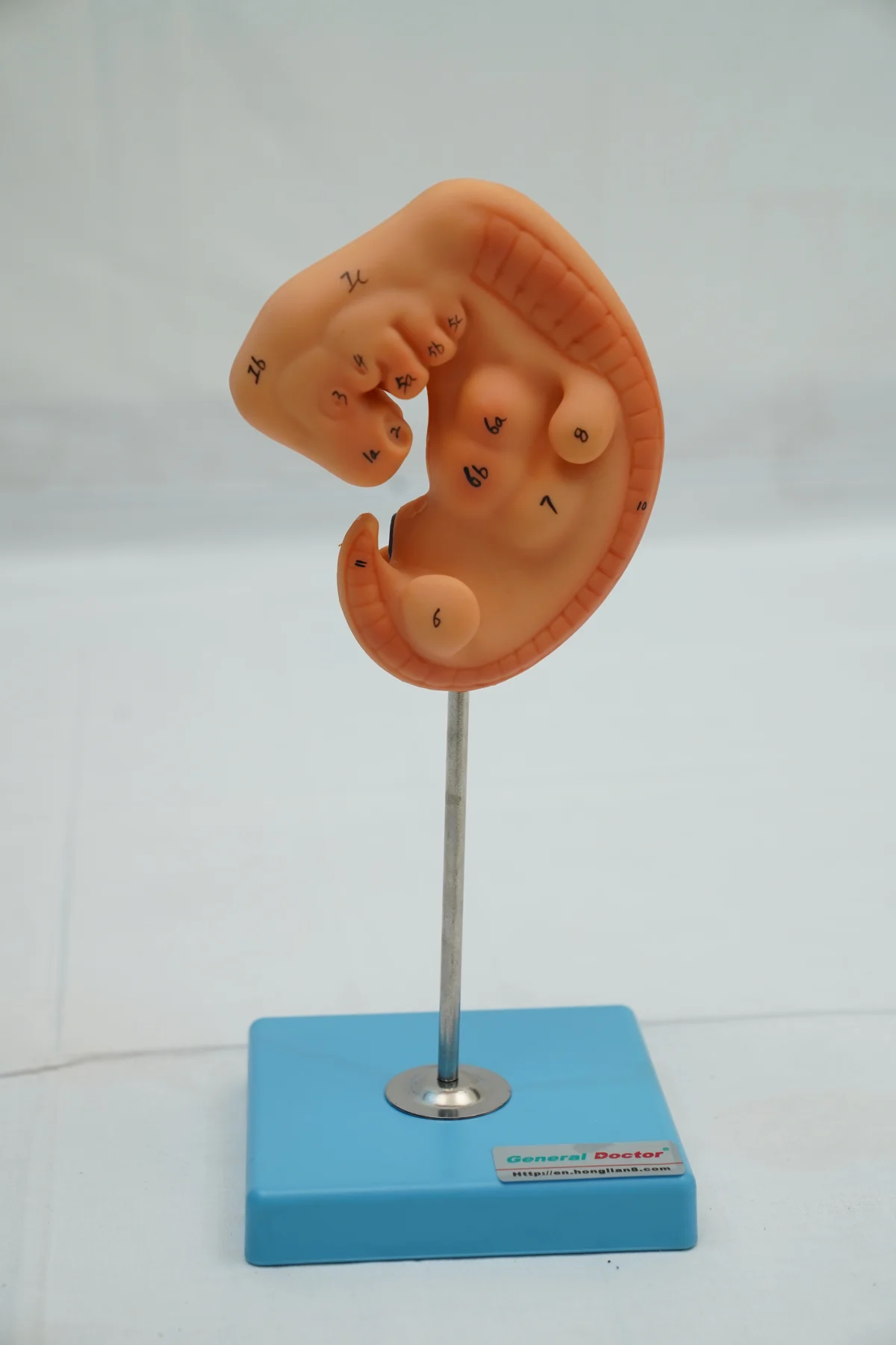 Embryo Model