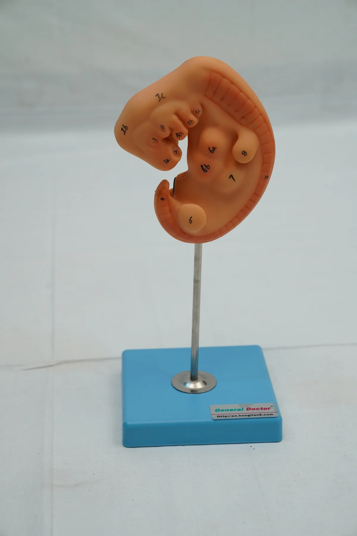Embryo Model thumbnail 2
