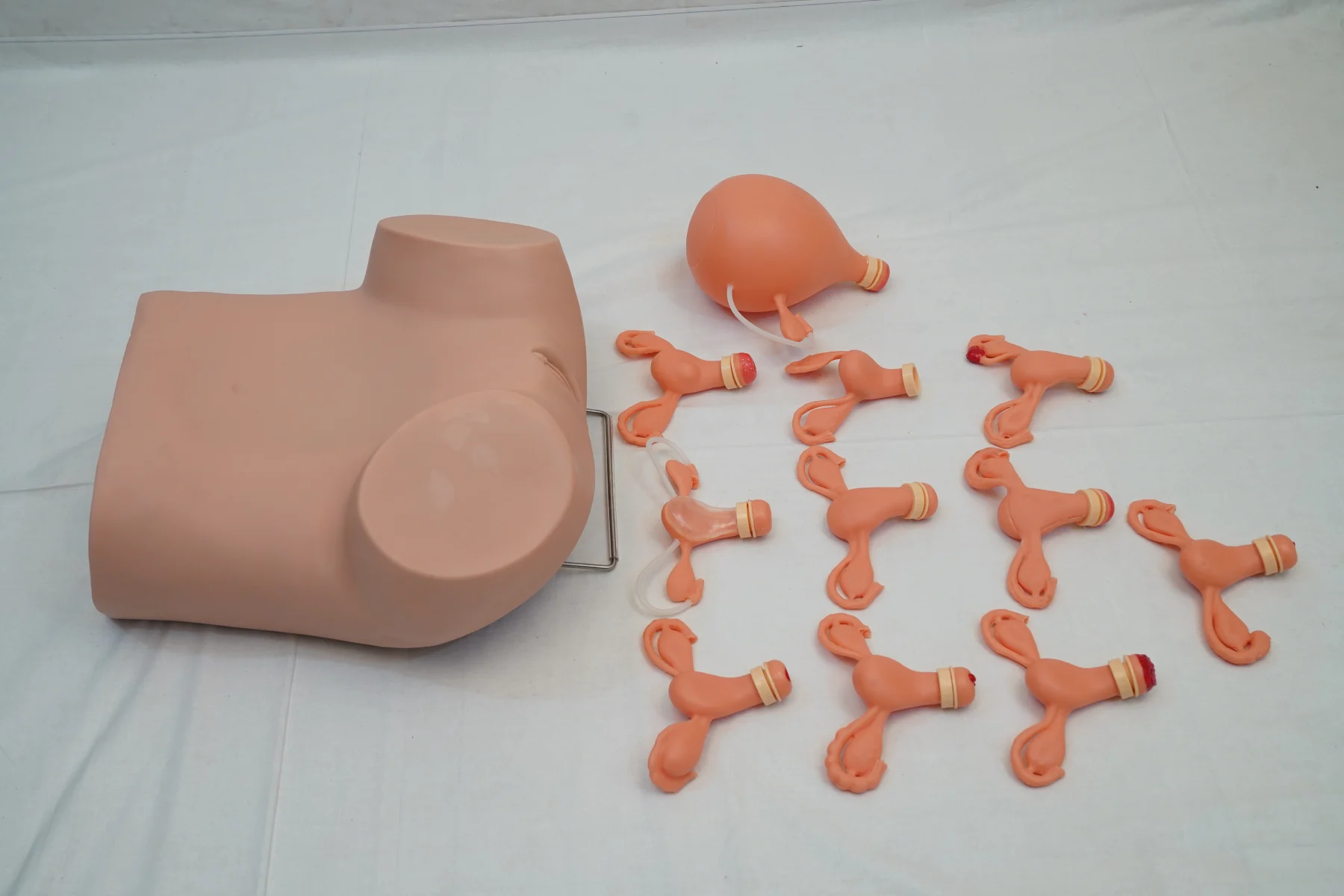 Gynaecological Examination Model