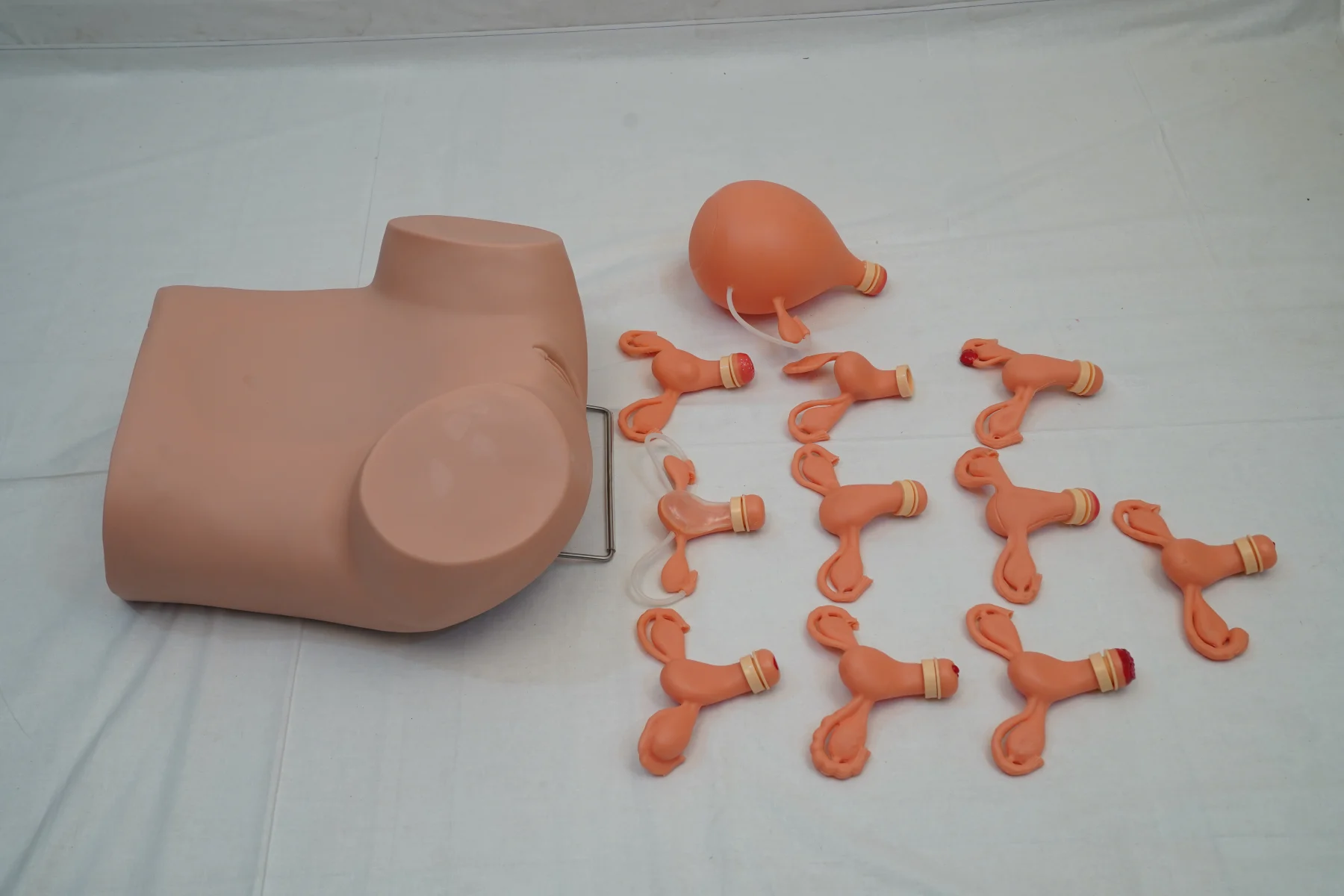 Gynaecological Examination Model thumbnail 2