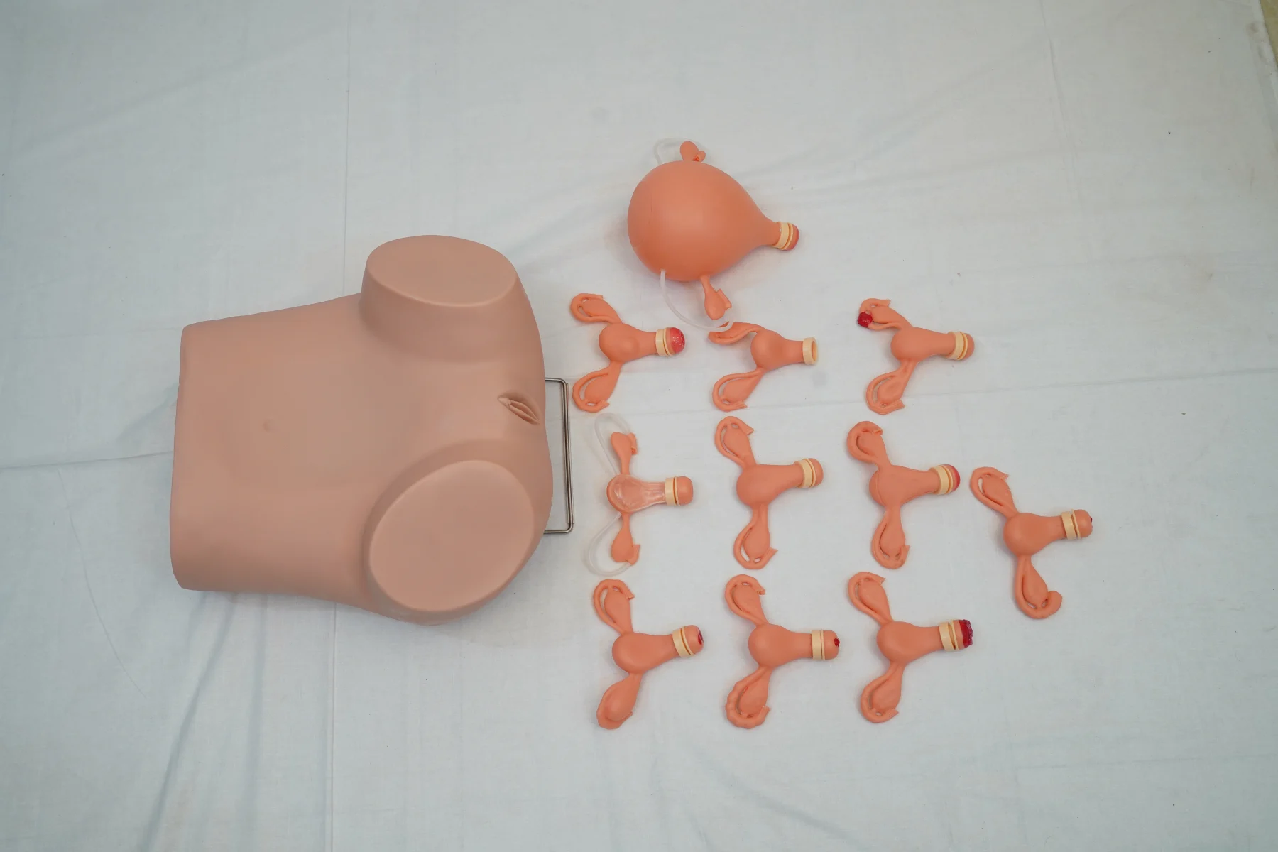 Gynaecological Examination Model thumbnail 3