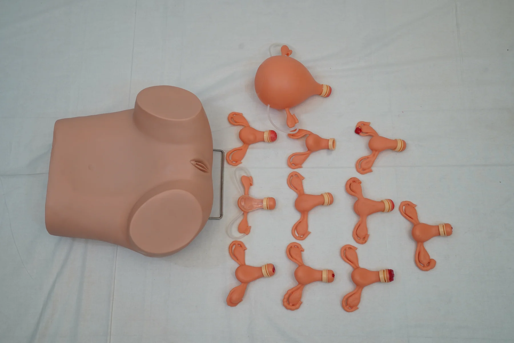 Gynaecological Examination Model thumbnail 4