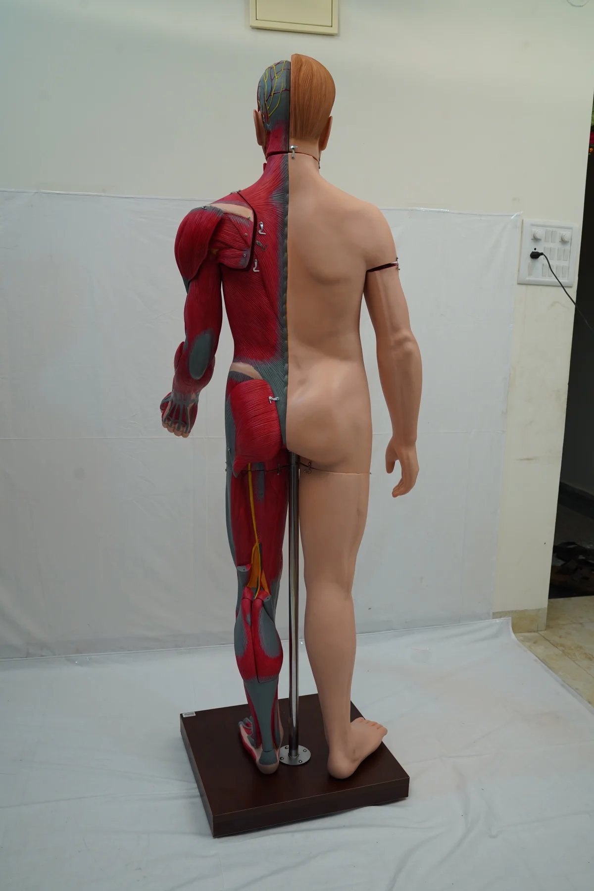 Full Size Human Body Muscles With Internal Organs 170 cm thumbnail 15