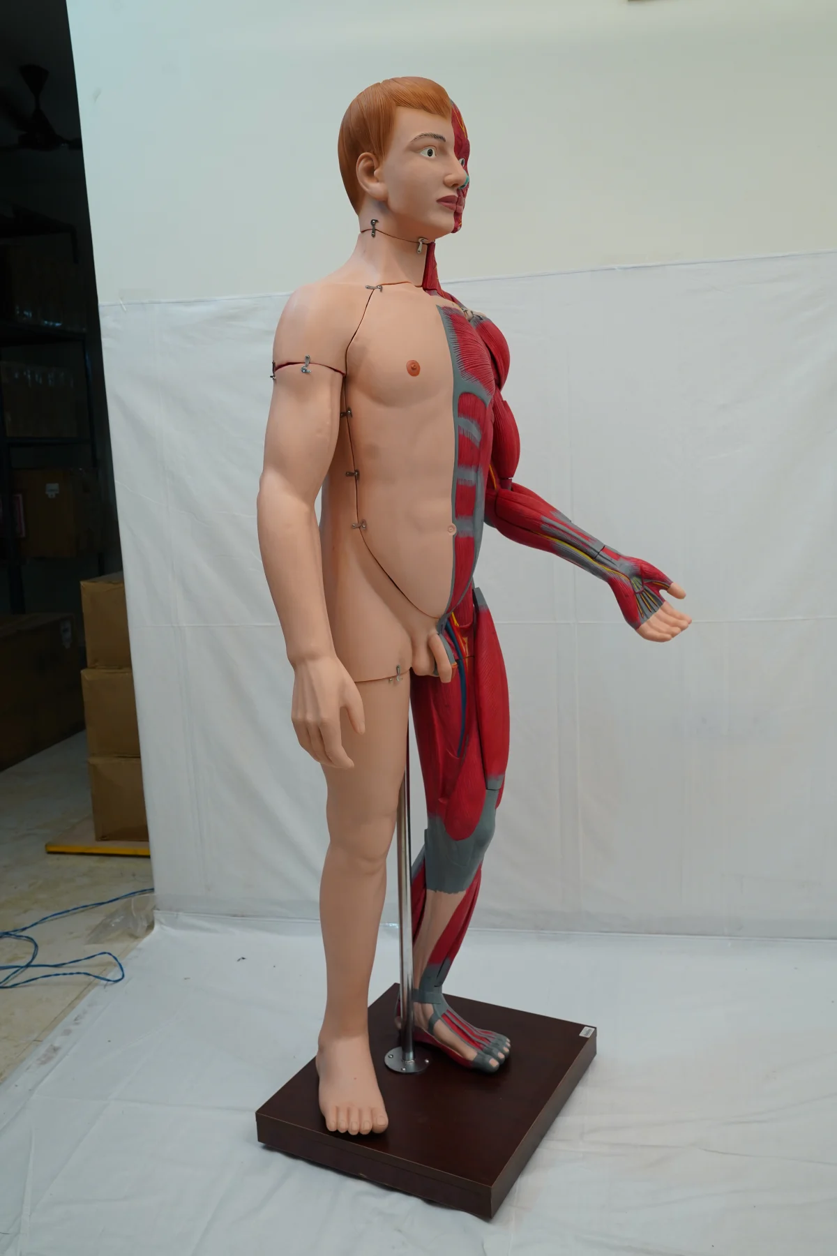 Full Size Human Body Muscles With Internal Organs 170 cm
