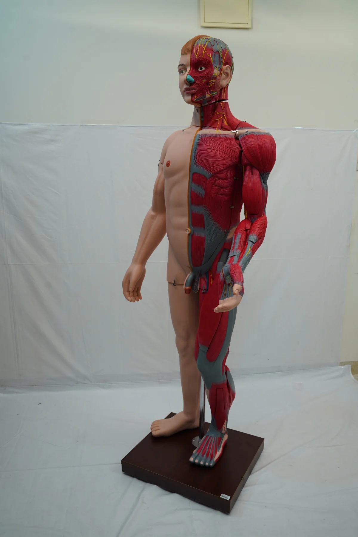 Full Size Human Body Muscles With Internal Organs 170 cm thumbnail 2