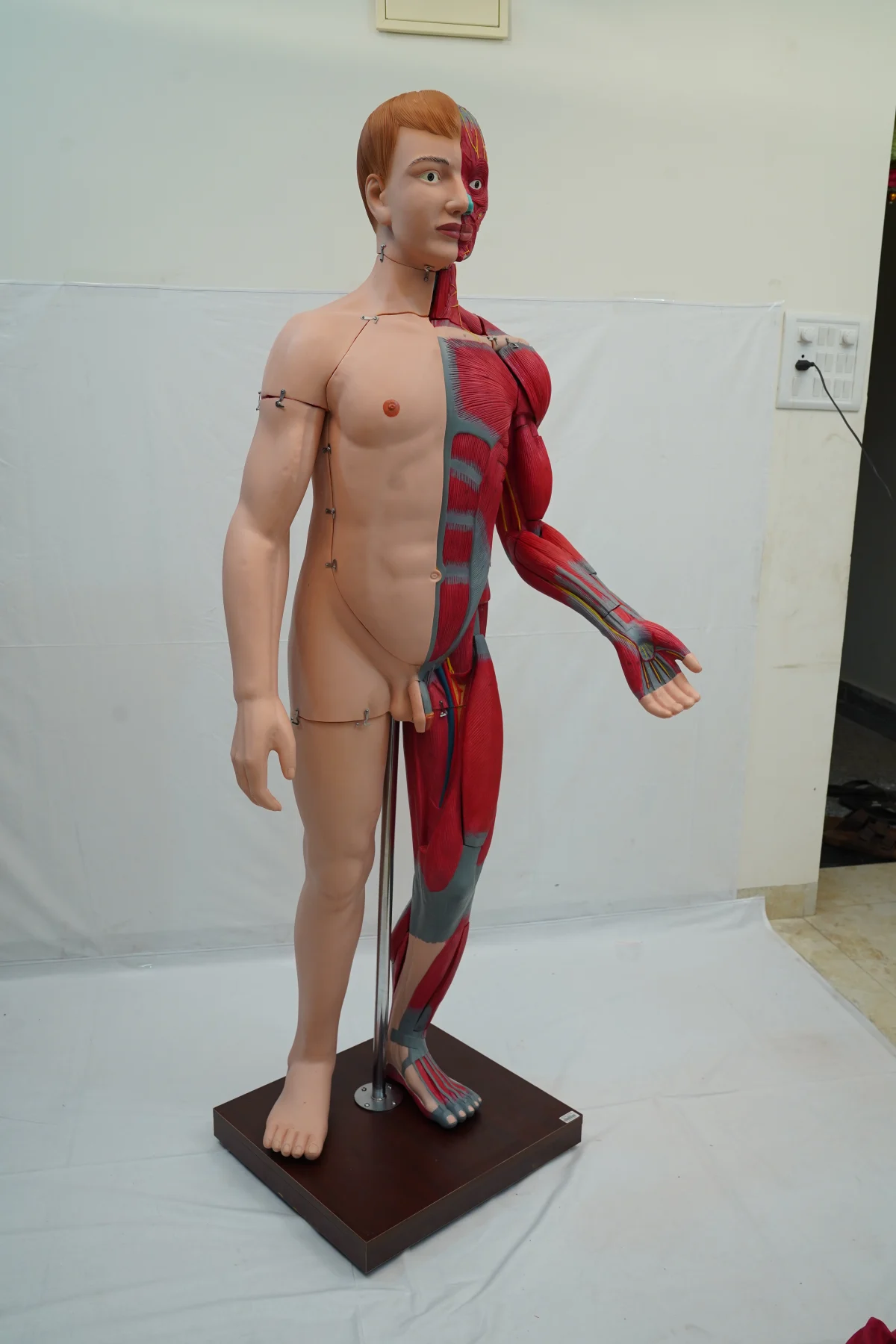 Full Size Human Body Muscles With Internal Organs 170 cm thumbnail 3