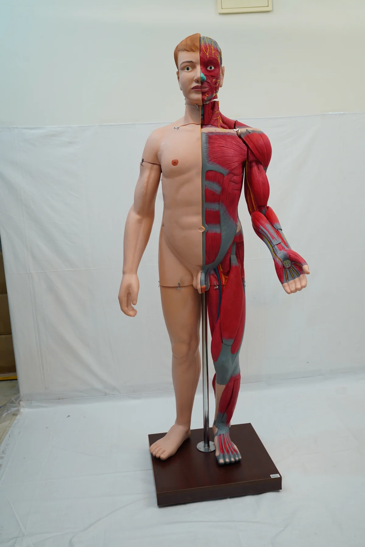 Full Size Human Body Muscles With Internal Organs 170 cm thumbnail 4