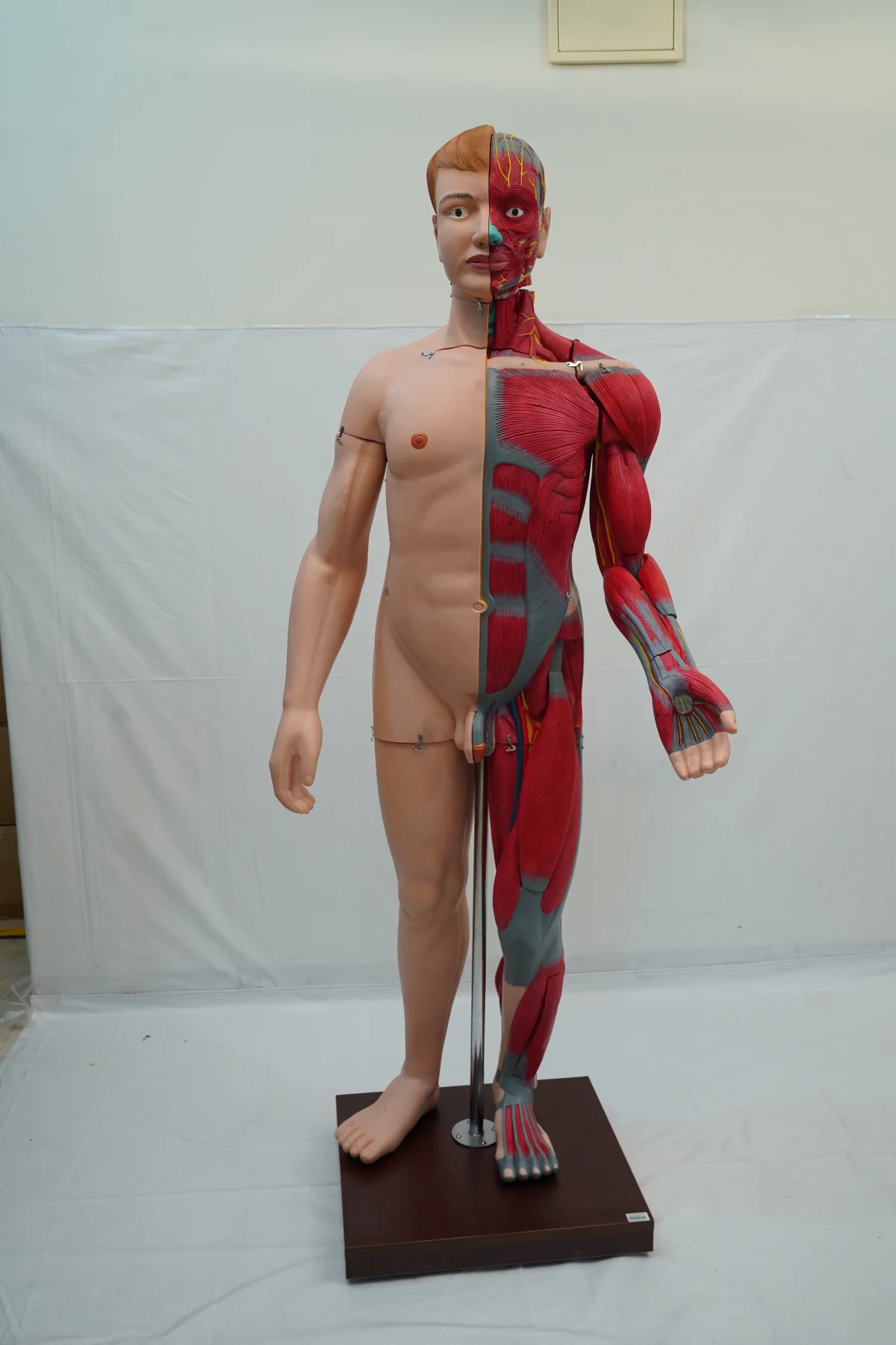 Full Size Human Body Muscles With Internal Organs 170 cm thumbnail 5