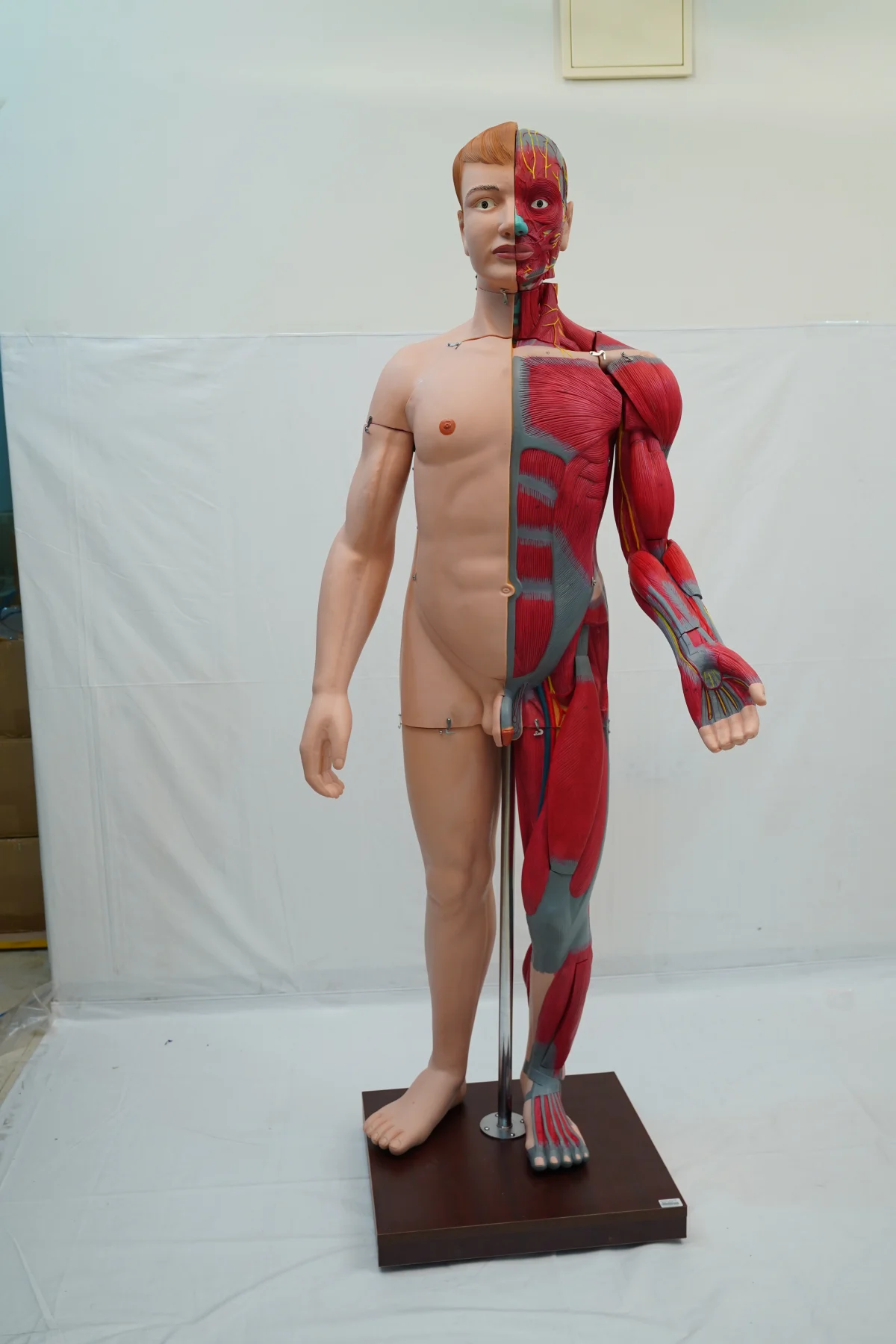 Full Size Human Body Muscles With Internal Organs 170 cm thumbnail 6