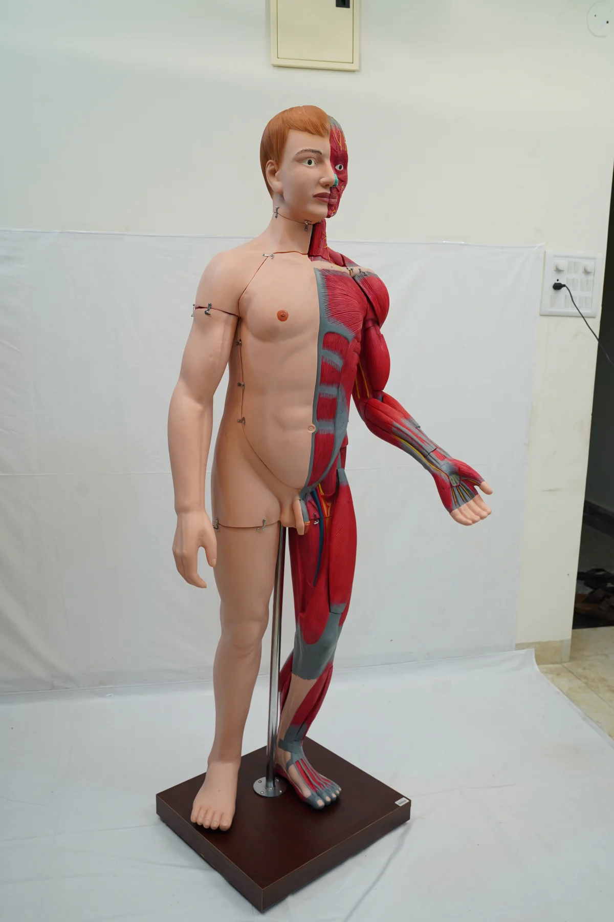 Full Size Human Body Muscles With Internal Organs 170 cm thumbnail 7
