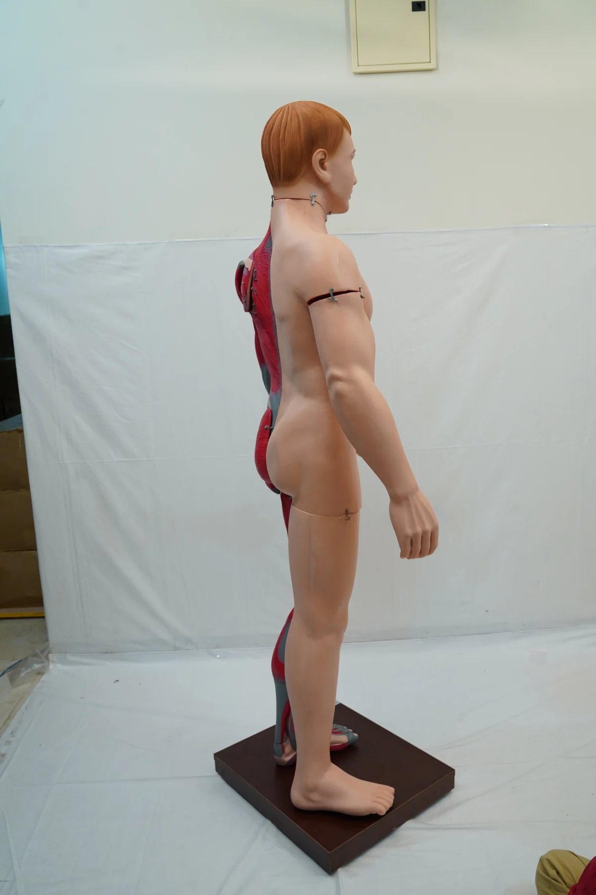 Full Size Human Body Muscles With Internal Organs 170 cm thumbnail 8