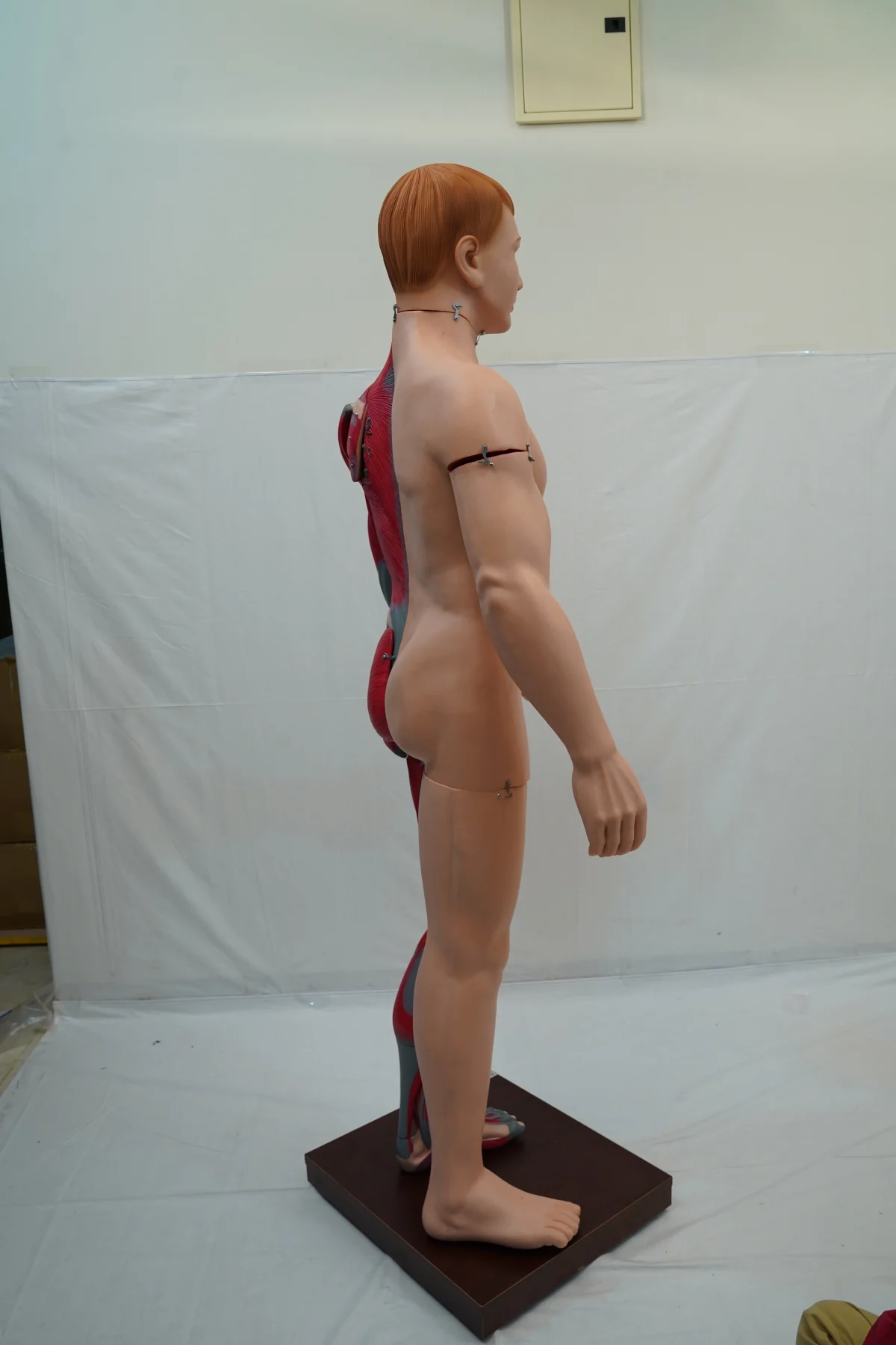 Full Size Human Body Muscles With Internal Organs 170 cm thumbnail 9