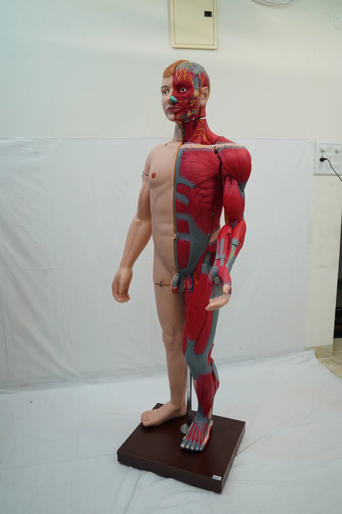 Full Size Human Body Muscles With Internal Organs 170 cm thumbnail 10