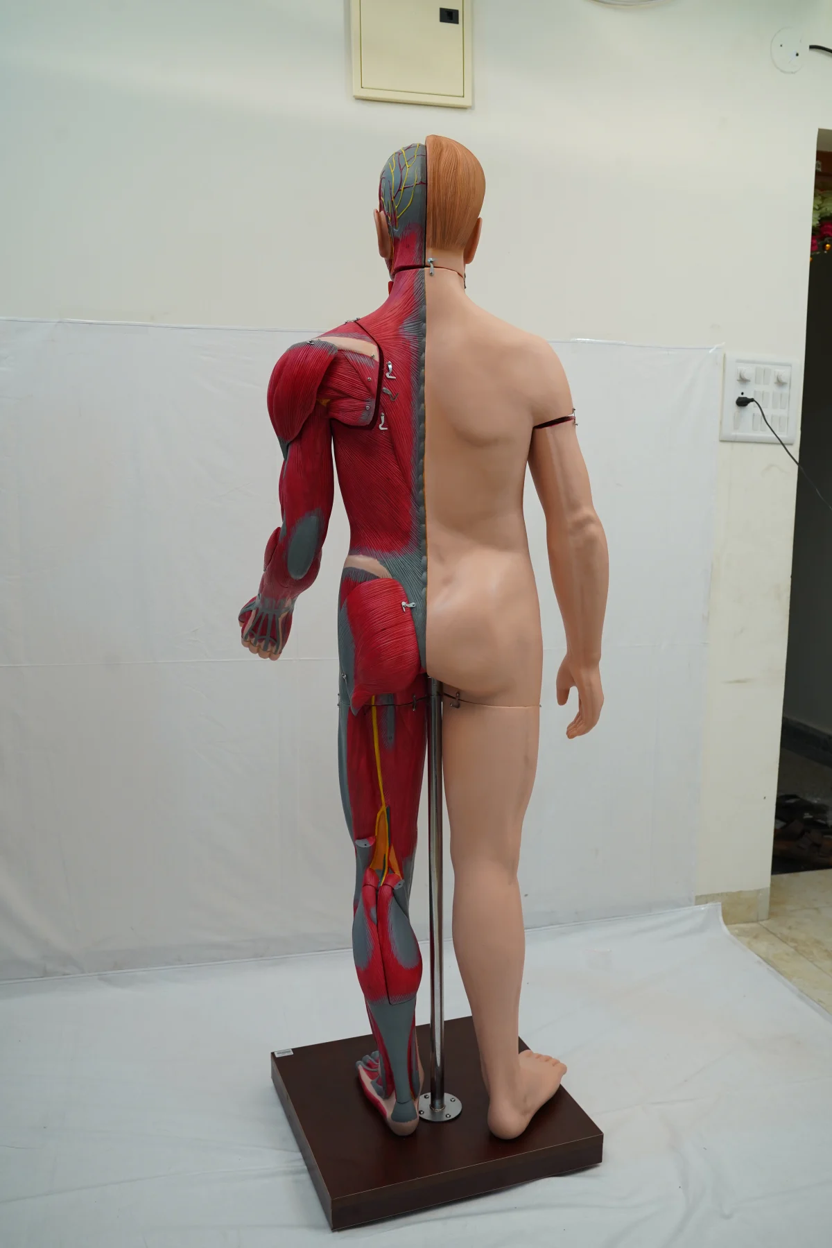 Full Size Human Body Muscles With Internal Organs 170 cm thumbnail 11