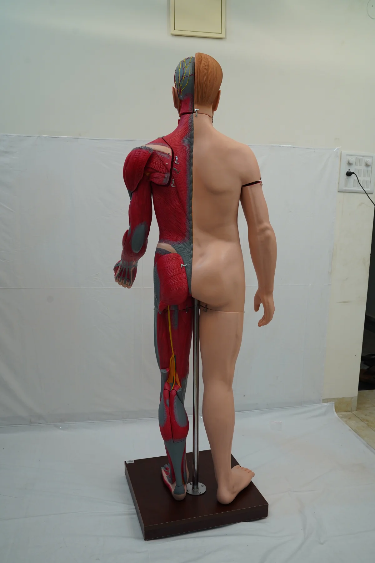 Full Size Human Body Muscles With Internal Organs 170 cm thumbnail 12