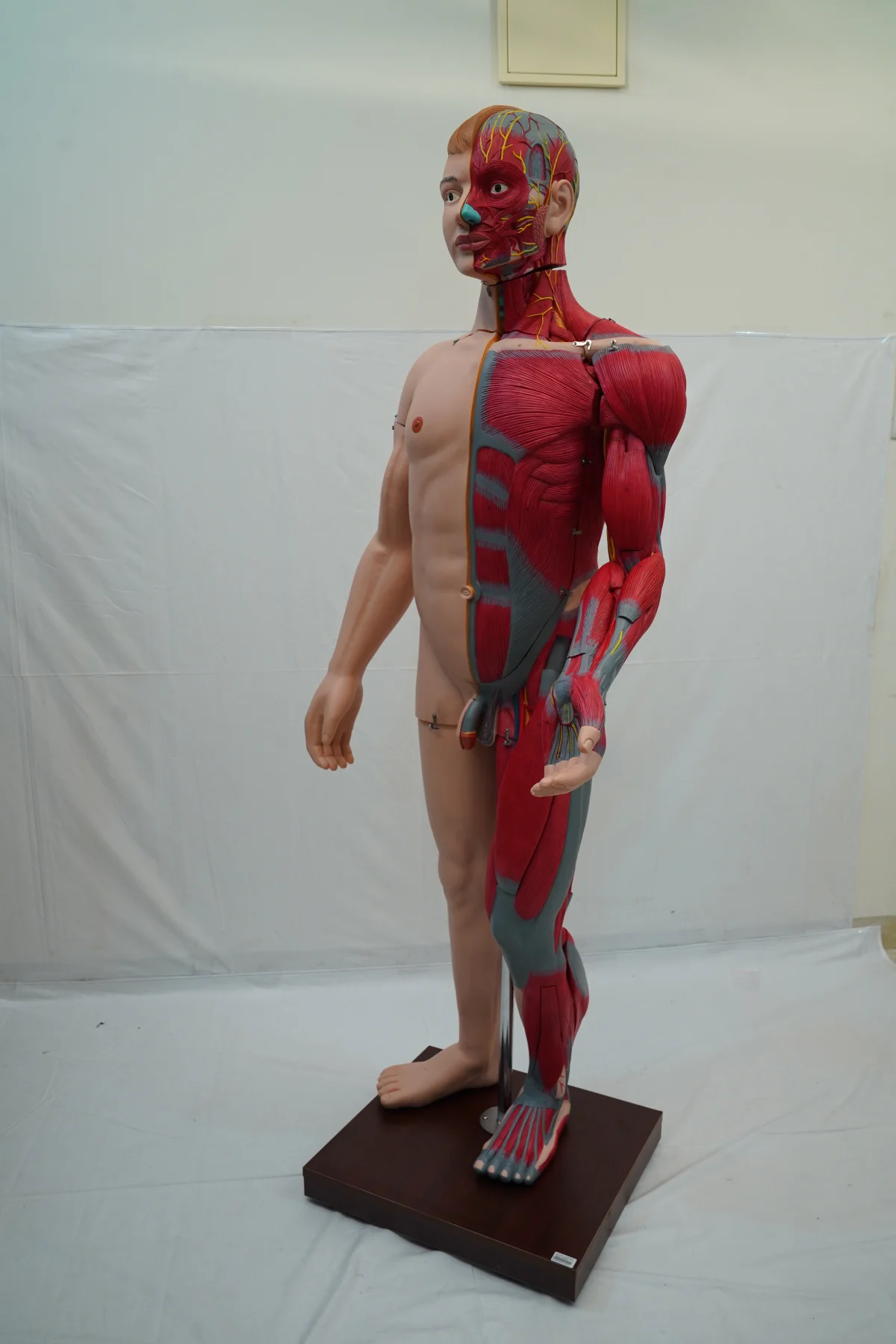 Full Size Human Body Muscles With Internal Organs 170 cm thumbnail 13